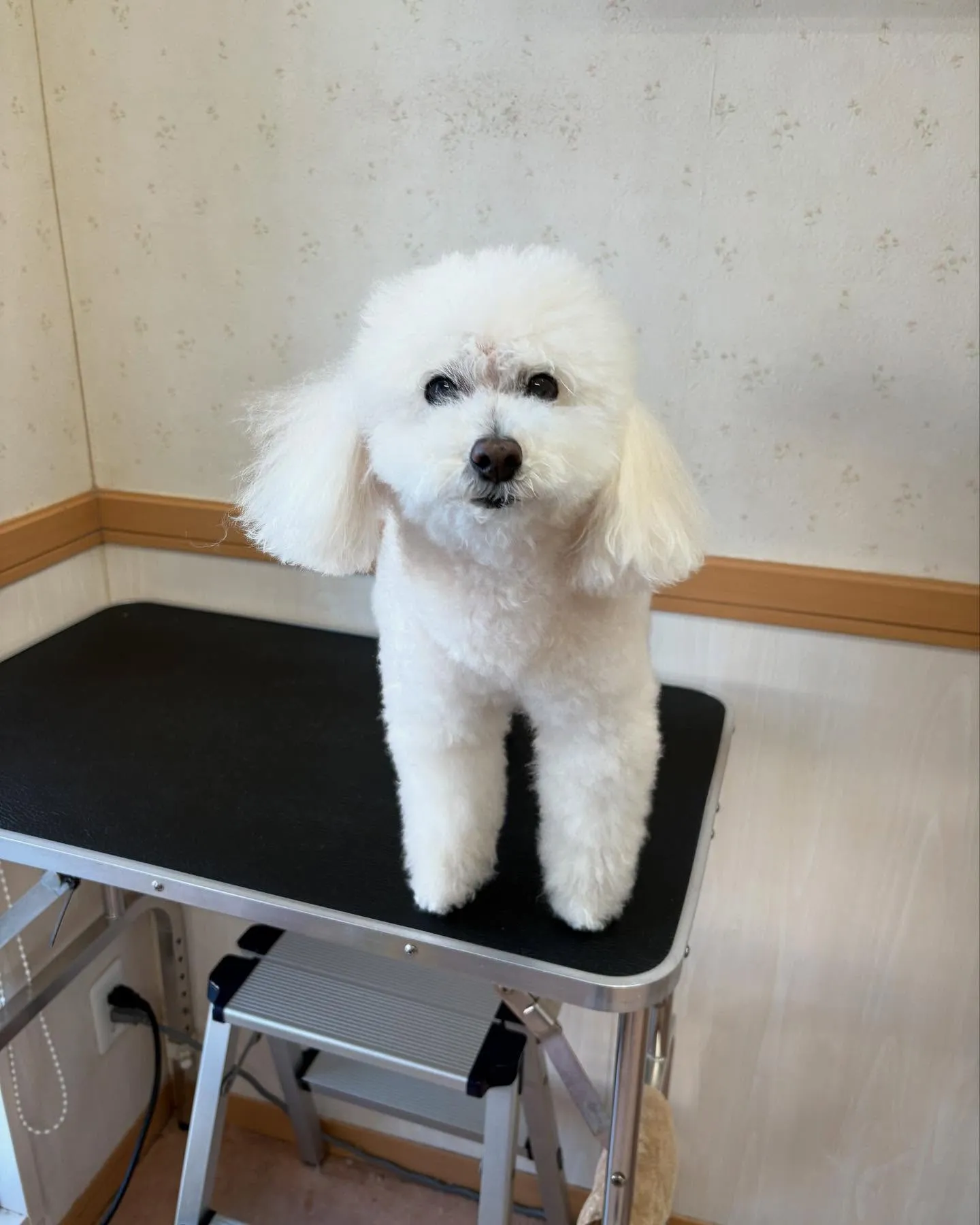 犬のシャンプー🫧