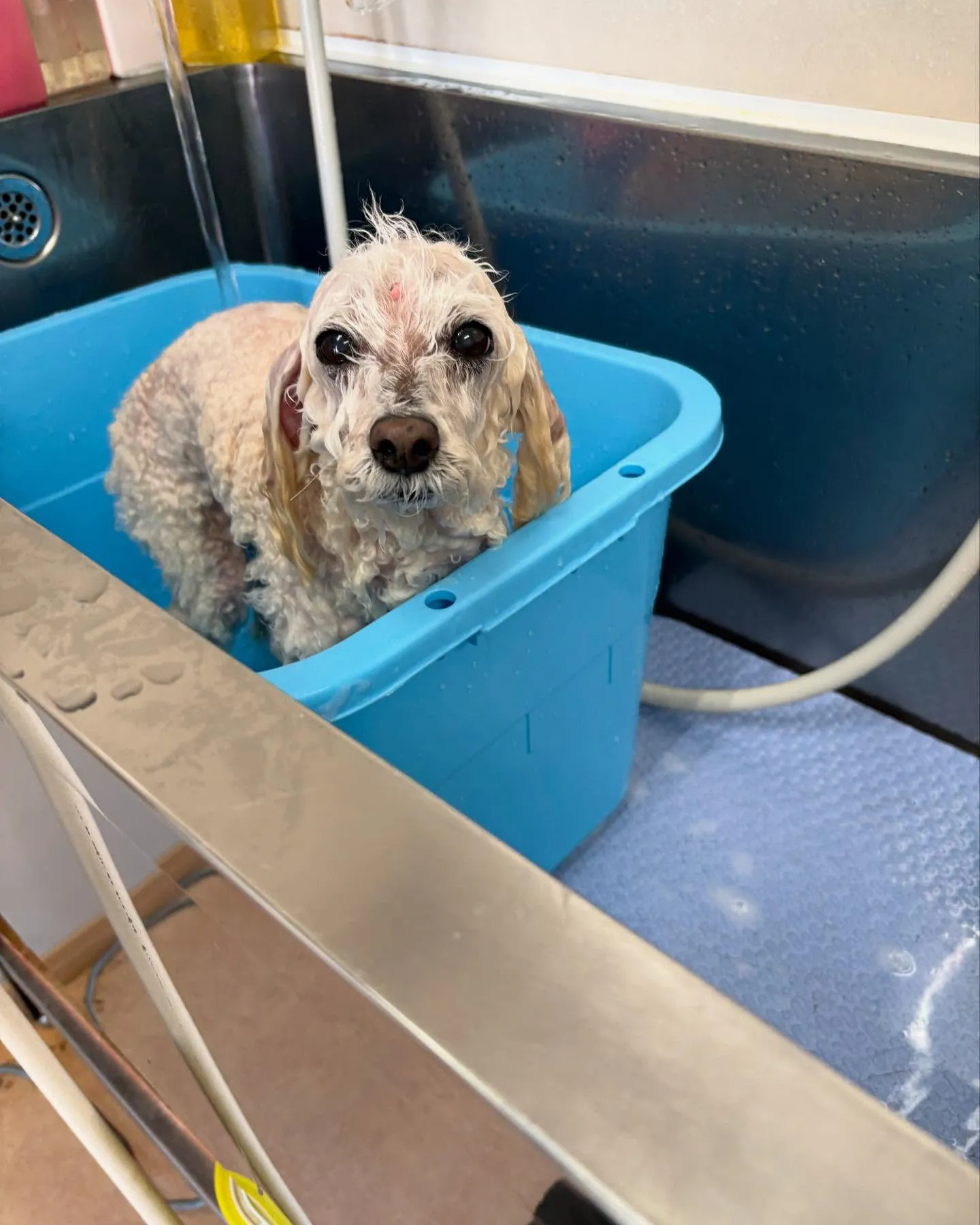 犬のシャンプー🫧