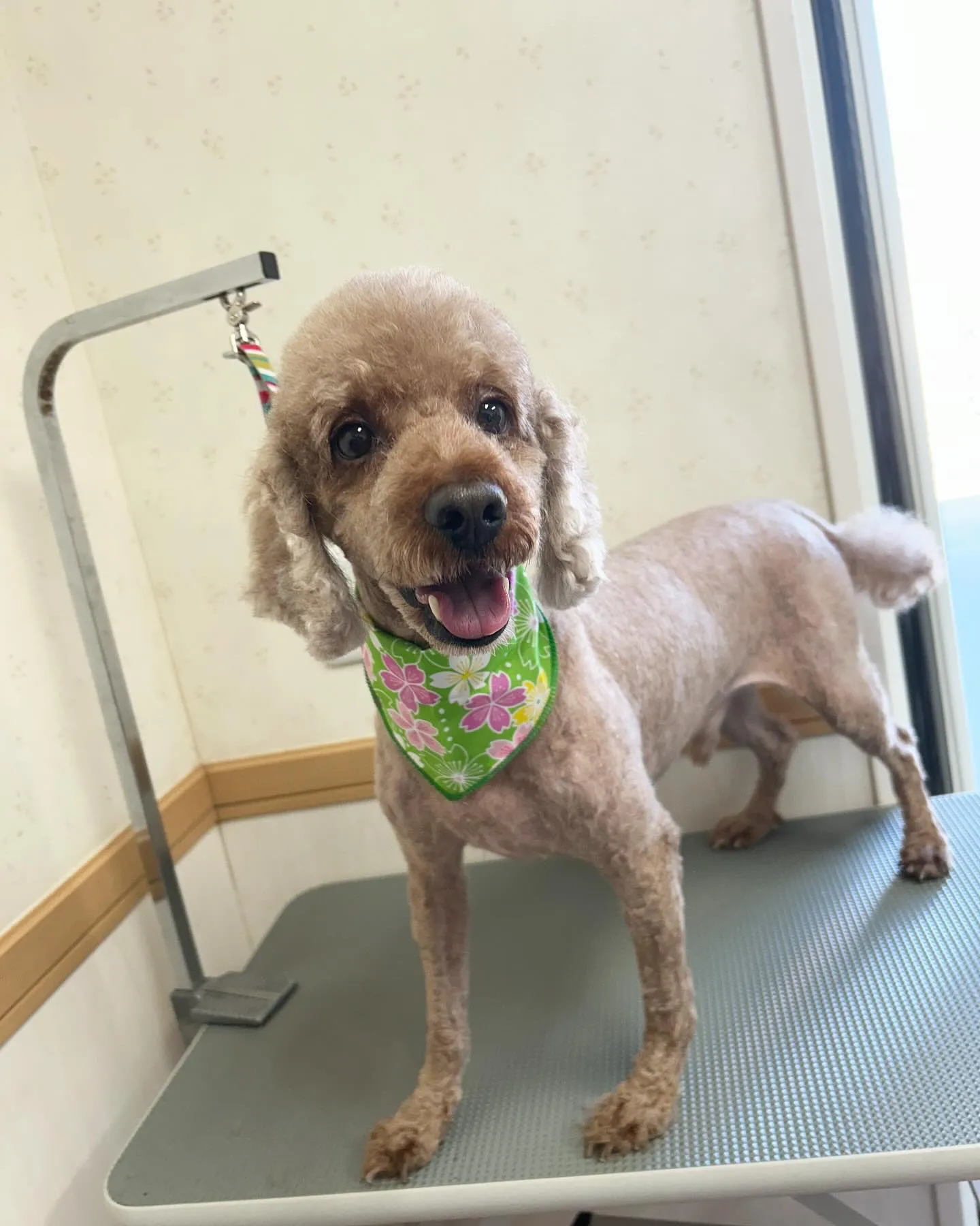 犬のトリミング✂️