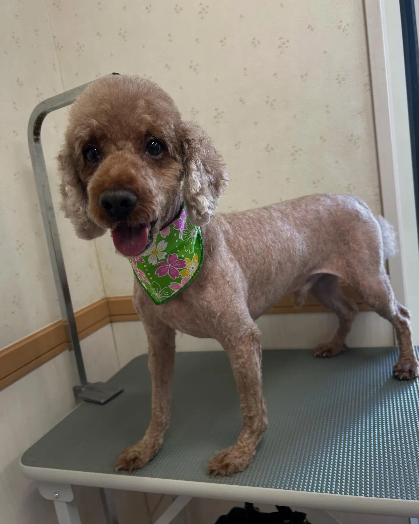 犬のトリミング✂️