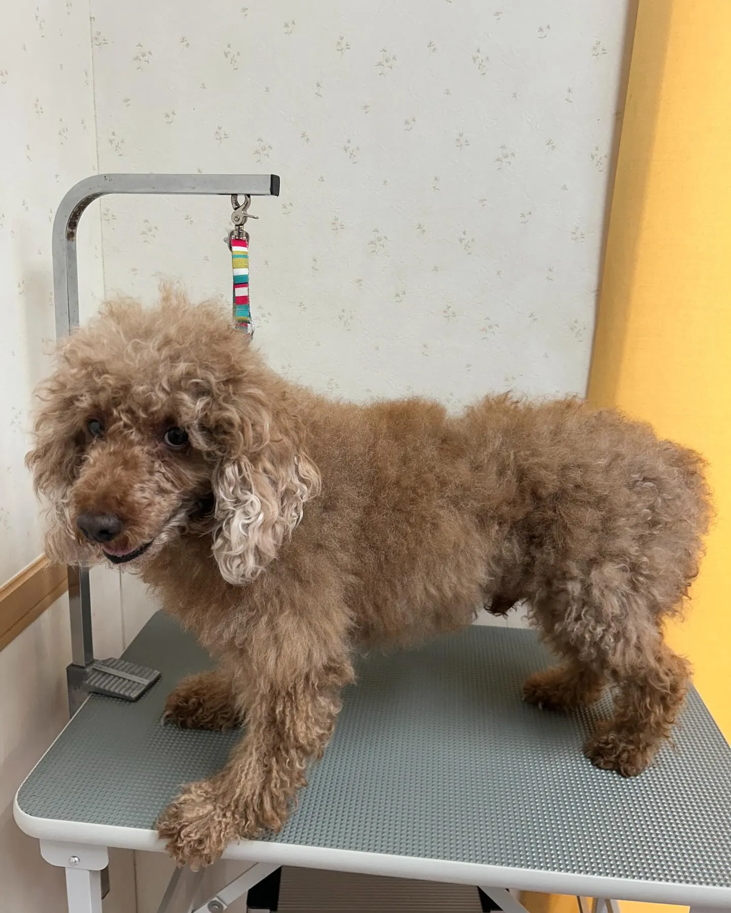犬のトリミング✂️