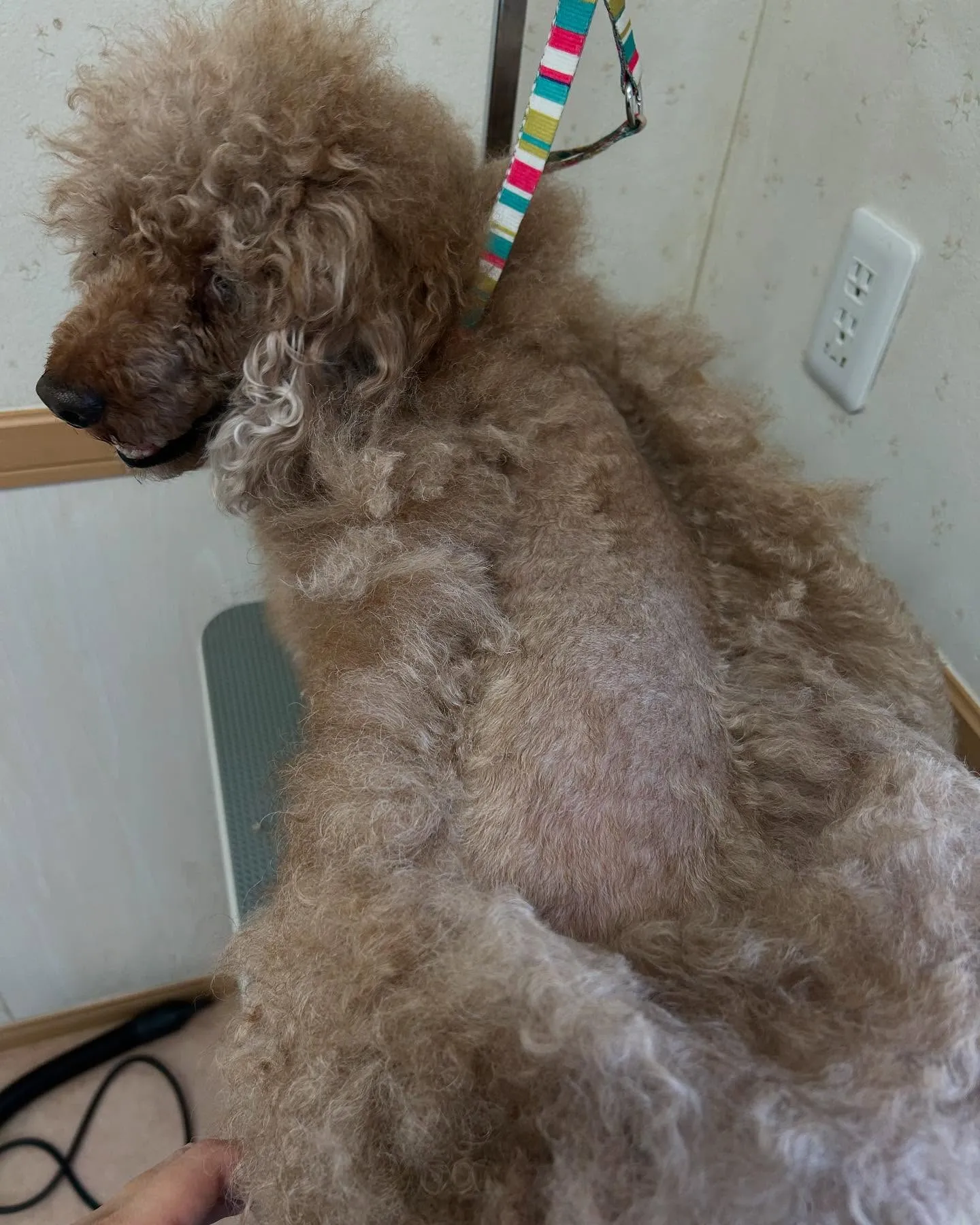 犬のトリミング✂️