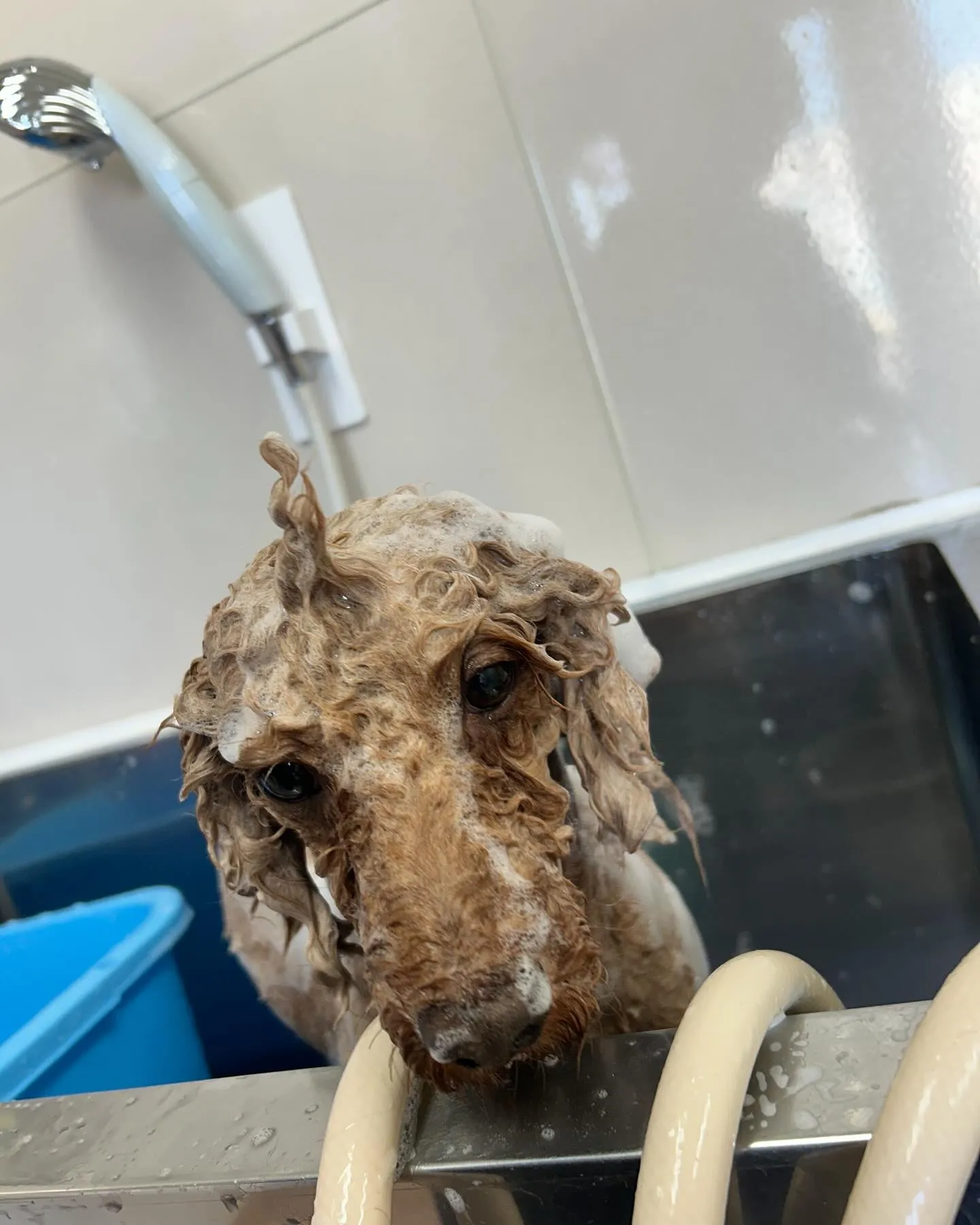 犬のトリミング✂️
