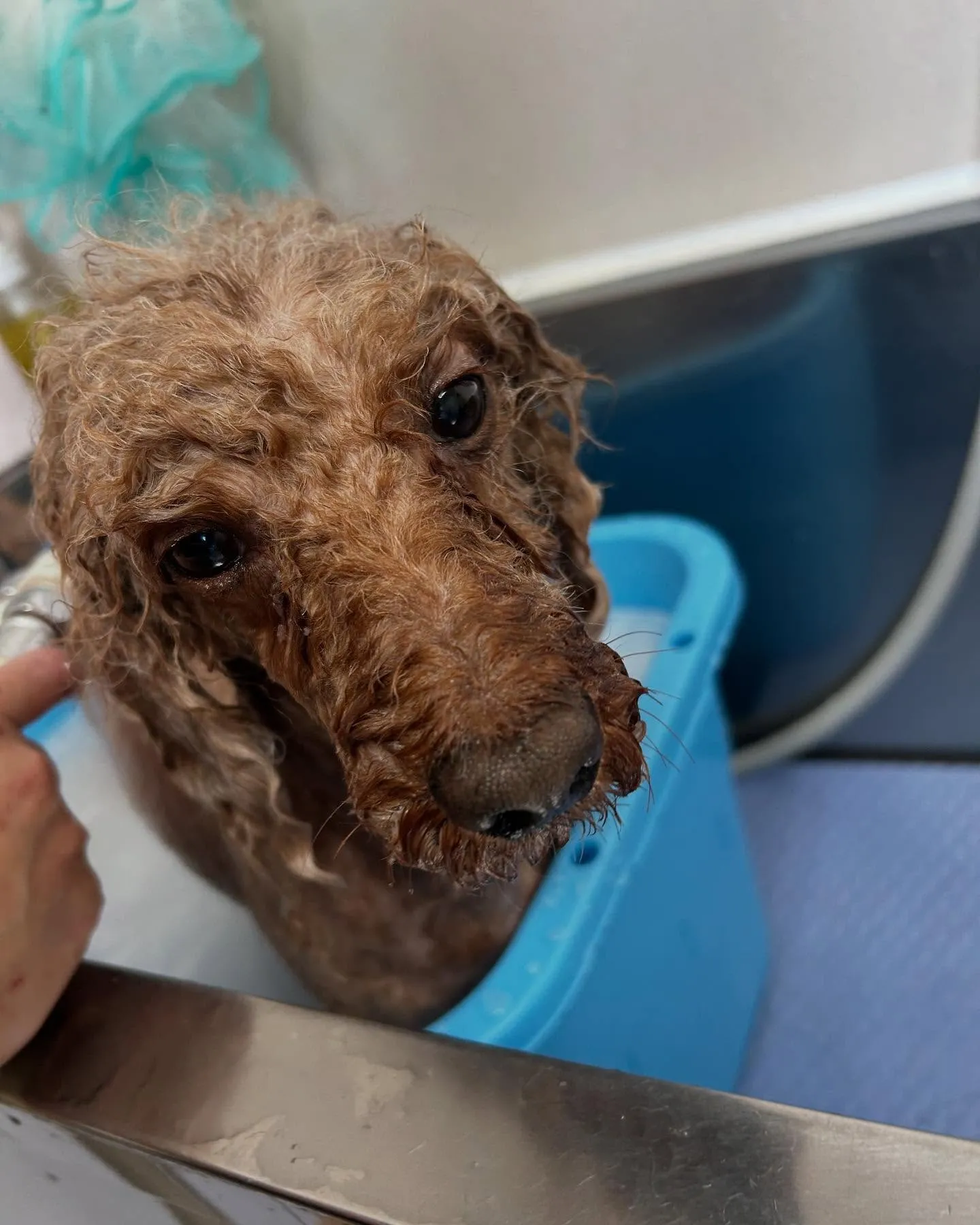 犬のトリミング✂️