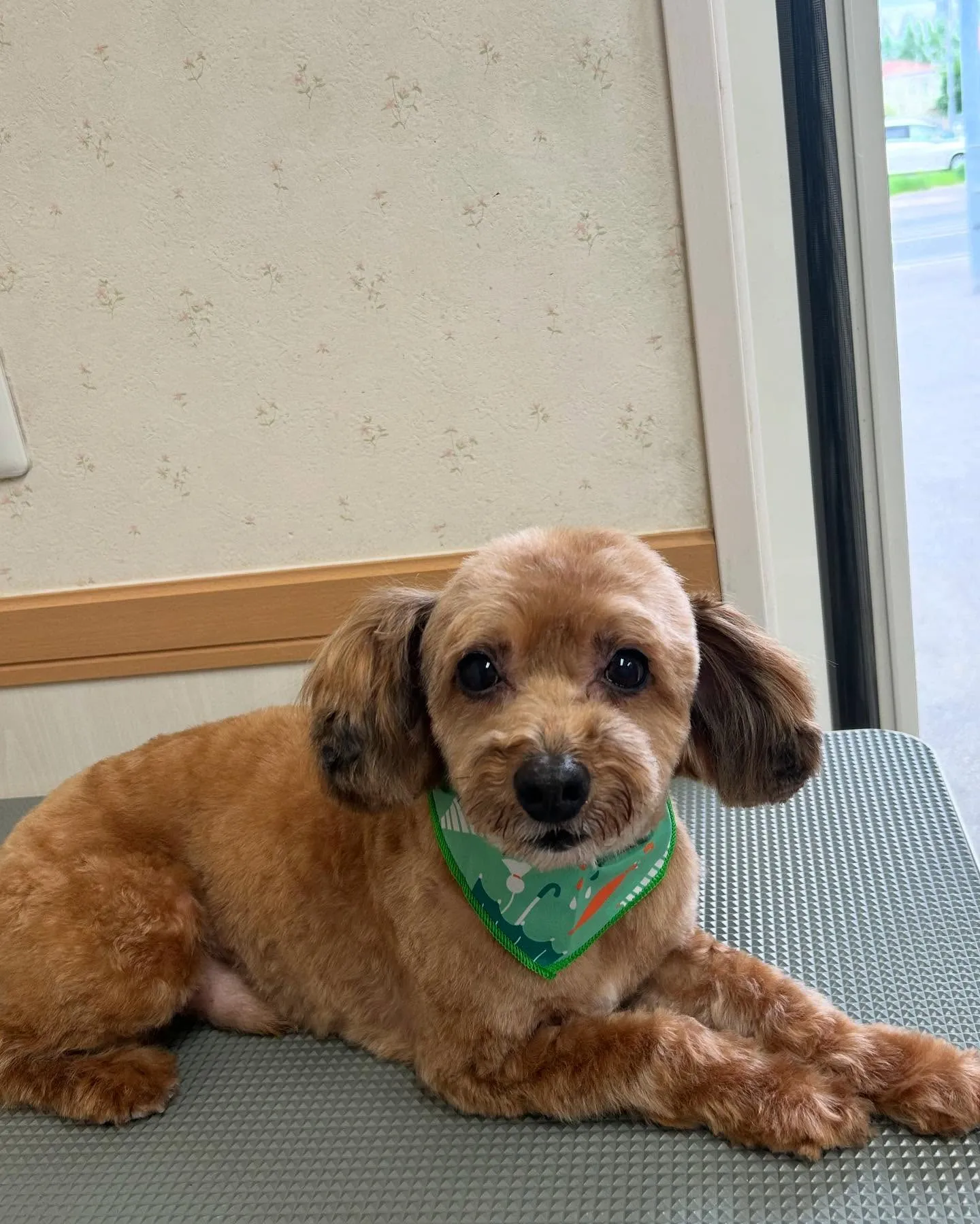犬のトリミング✂️