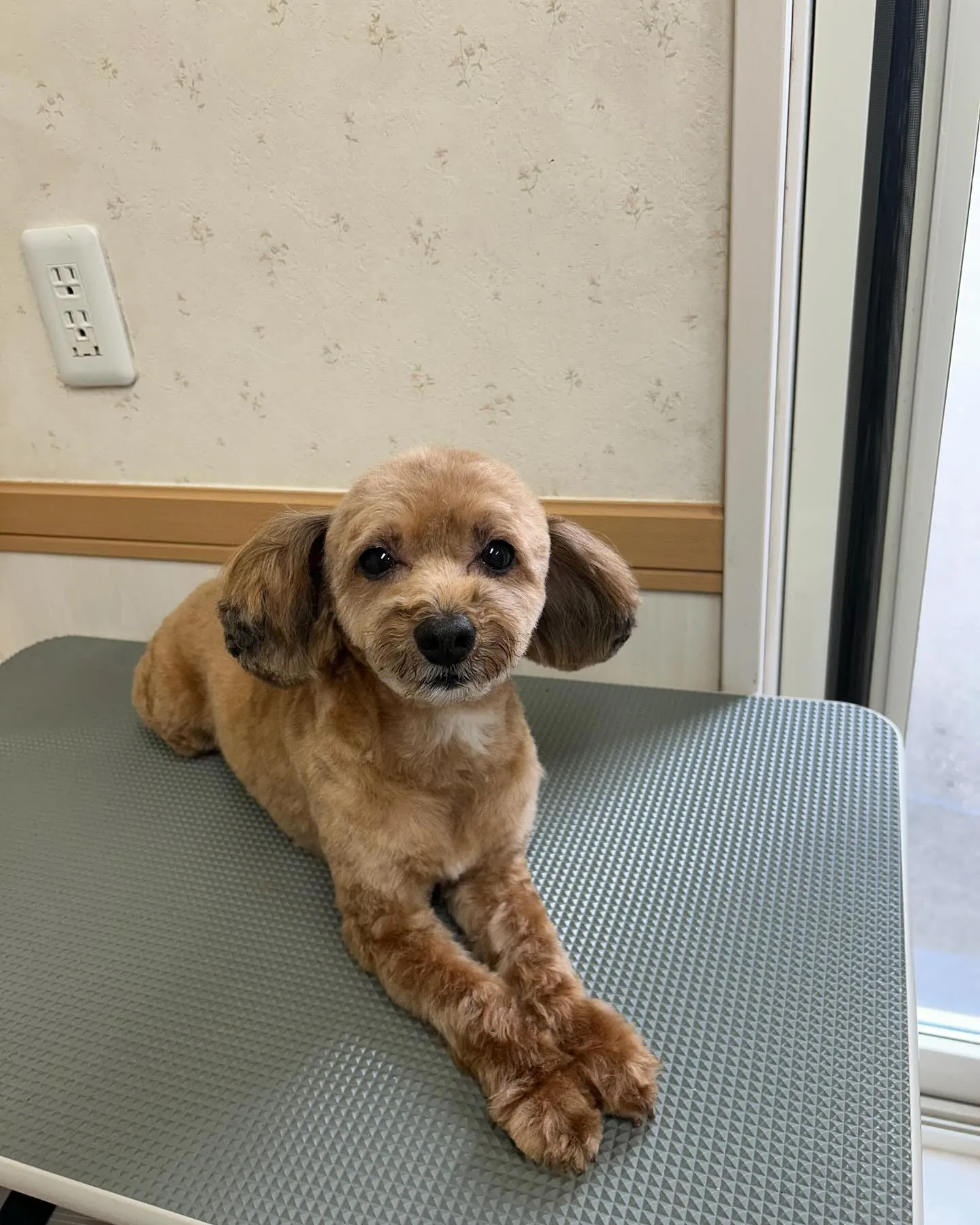 犬のトリミング✂️