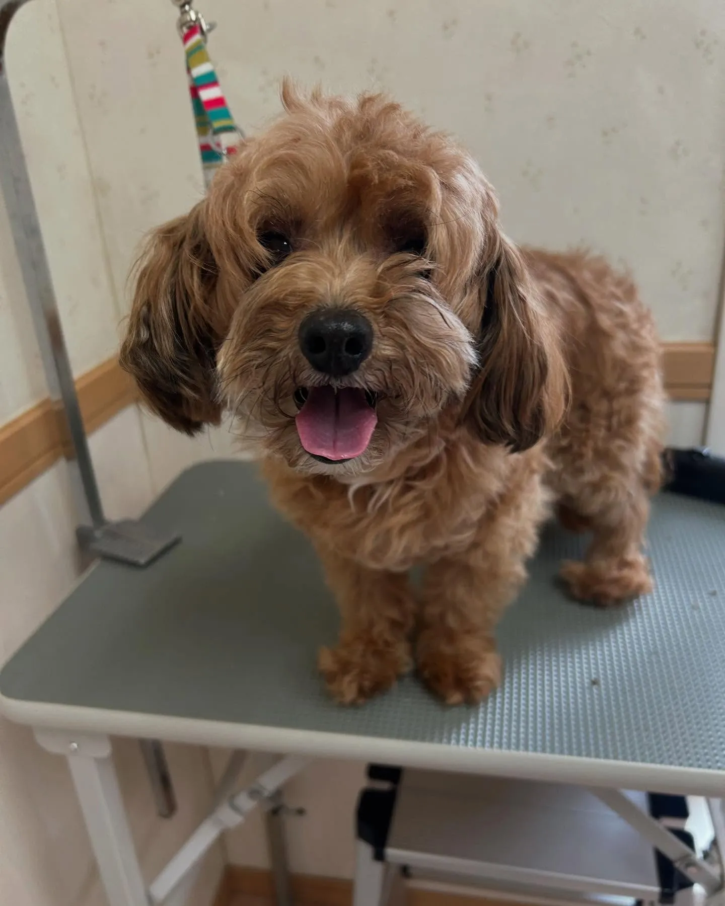 犬のトリミング✂️