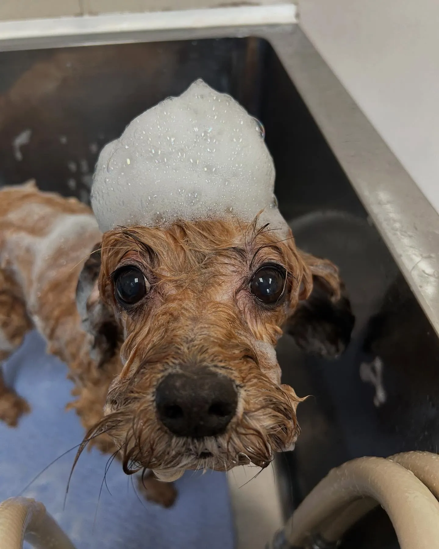 犬のトリミング✂️