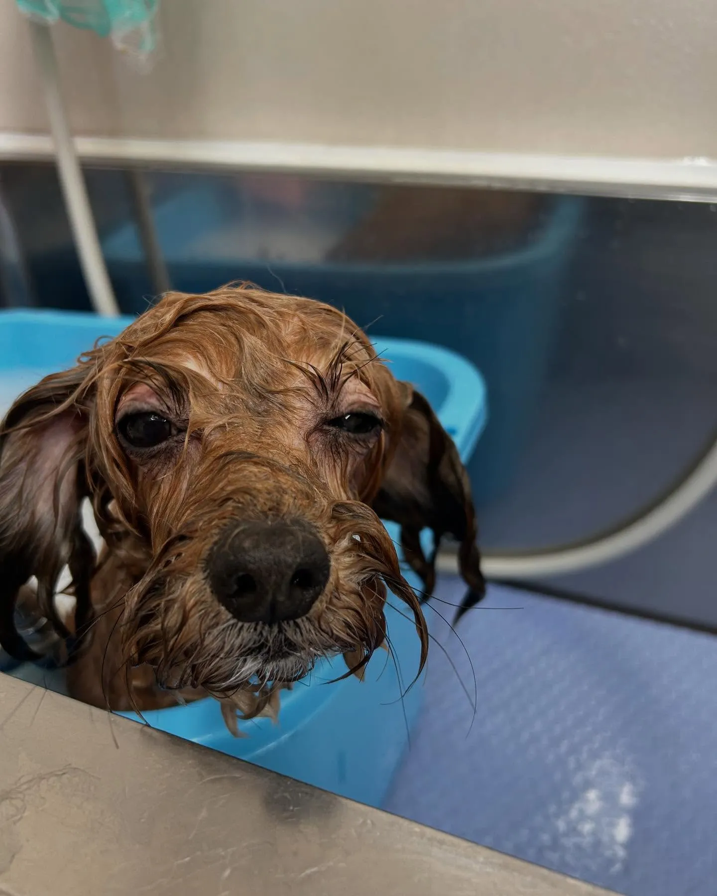 犬のトリミング✂️