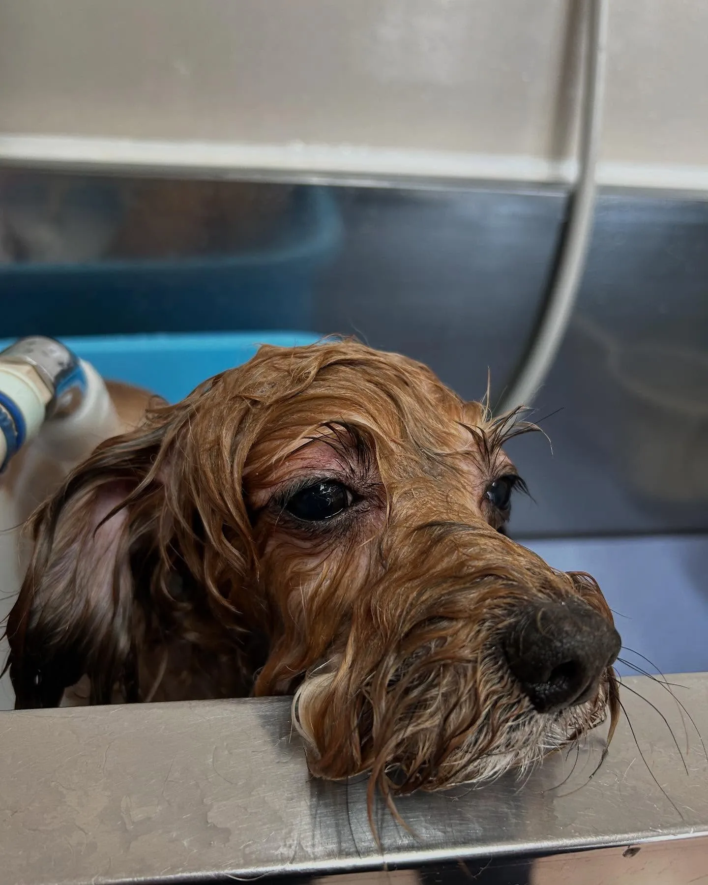 犬のトリミング✂️