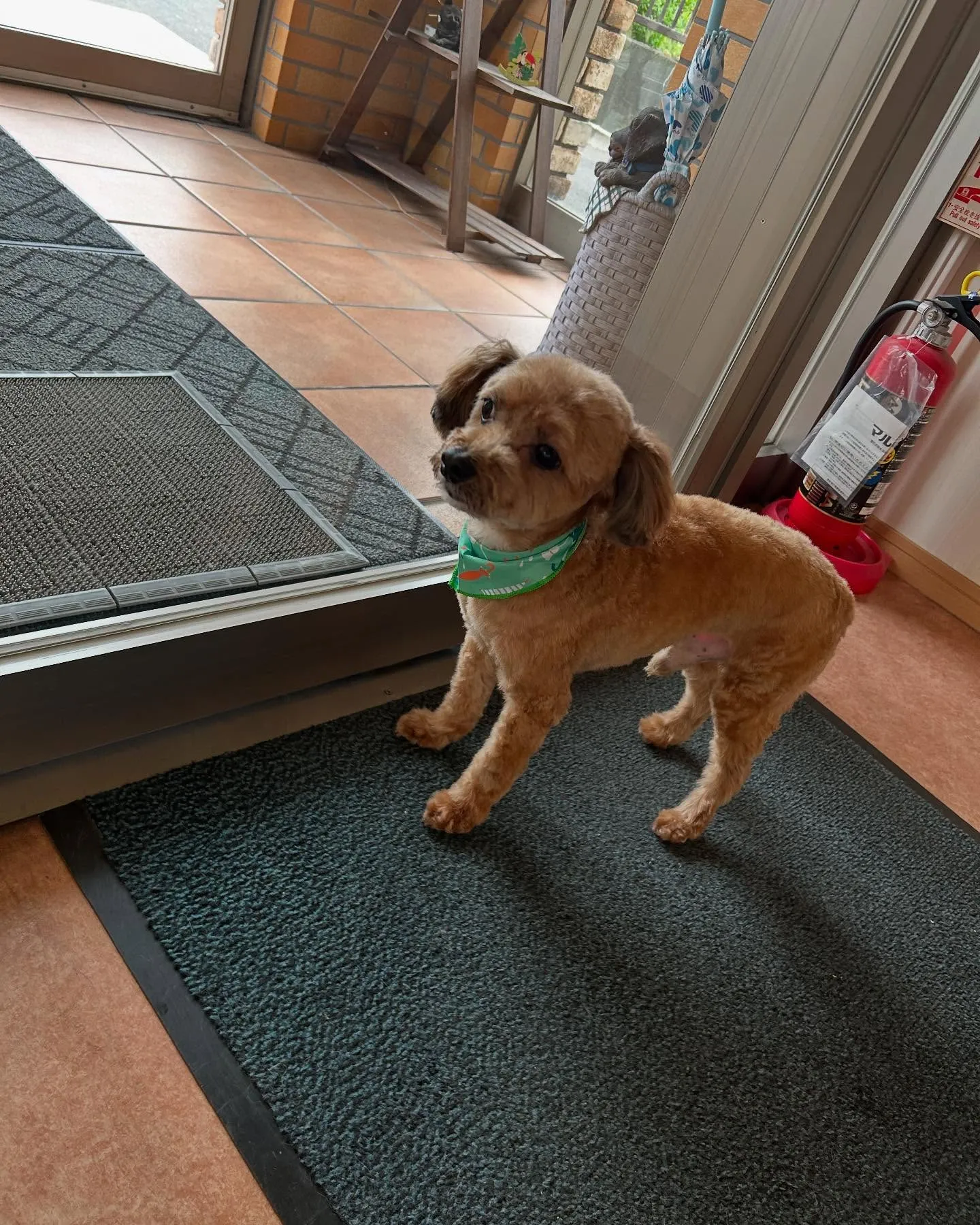 犬のトリミング✂️