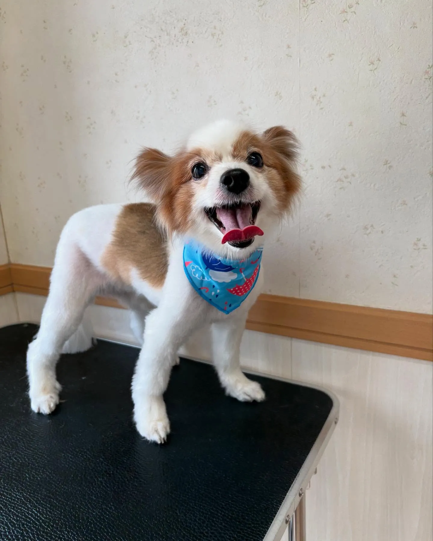 犬のトリミング✂️
