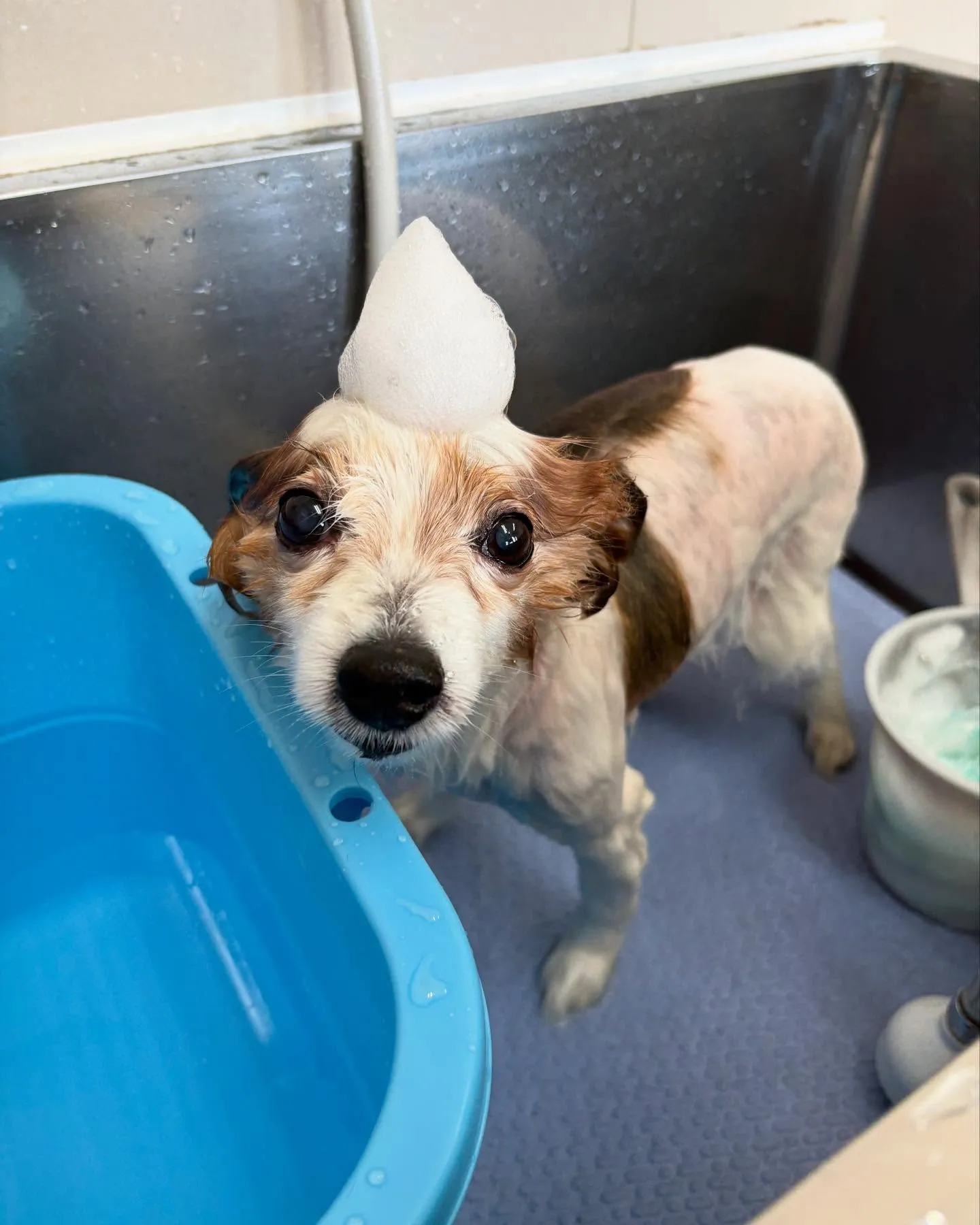 犬のトリミング✂️