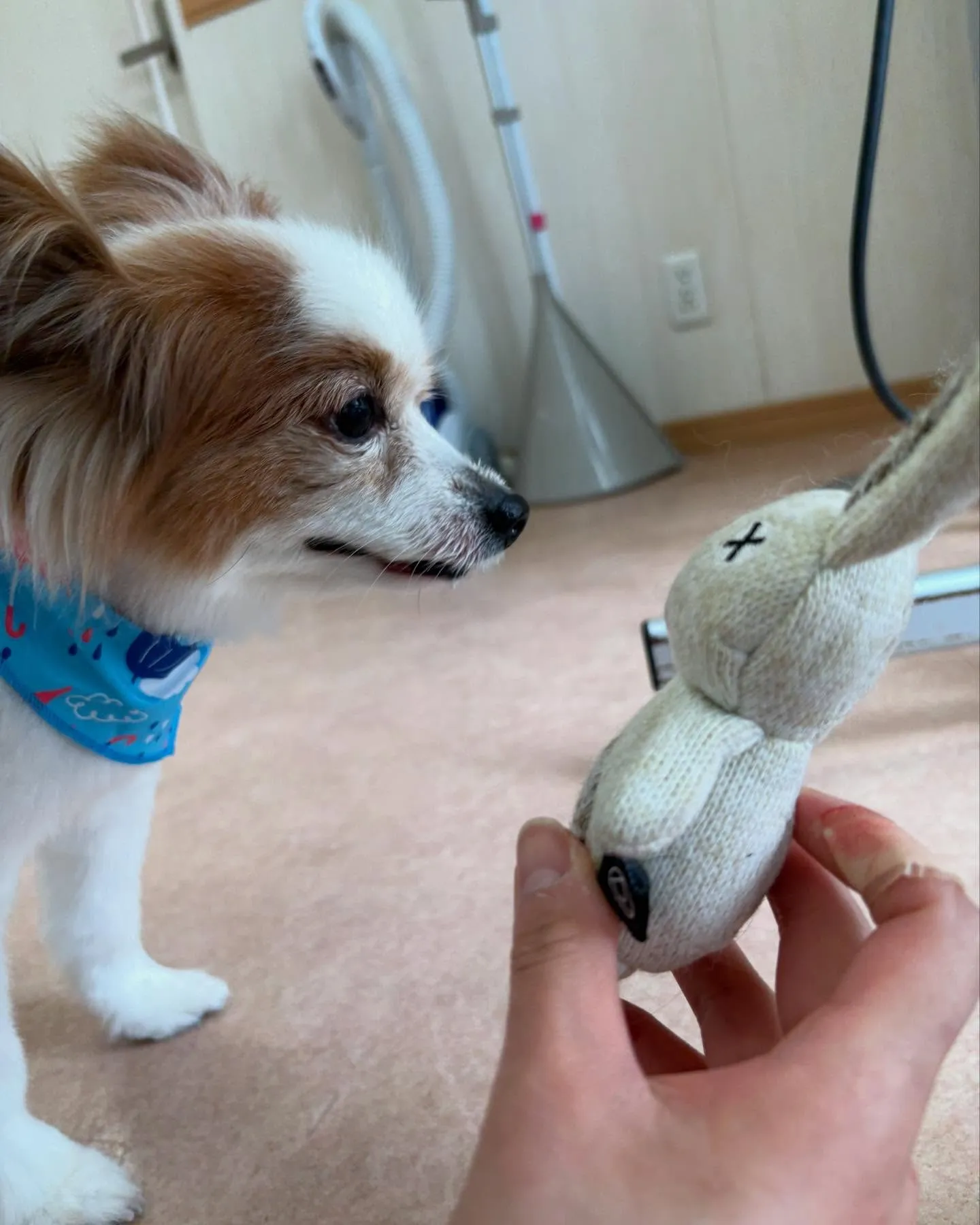 犬のトリミング✂️