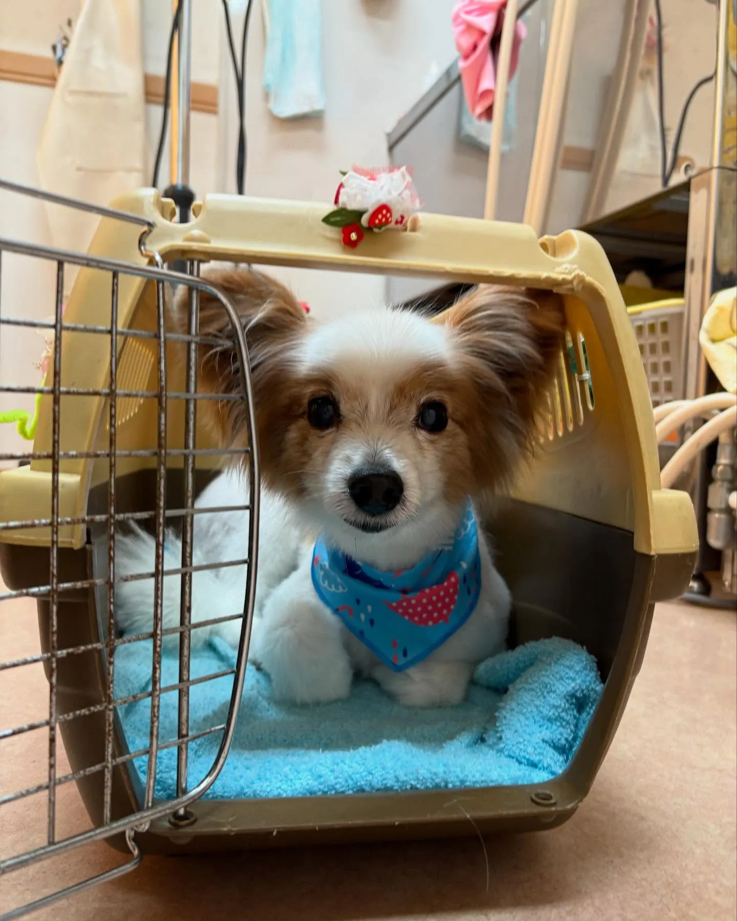犬のトリミング✂️