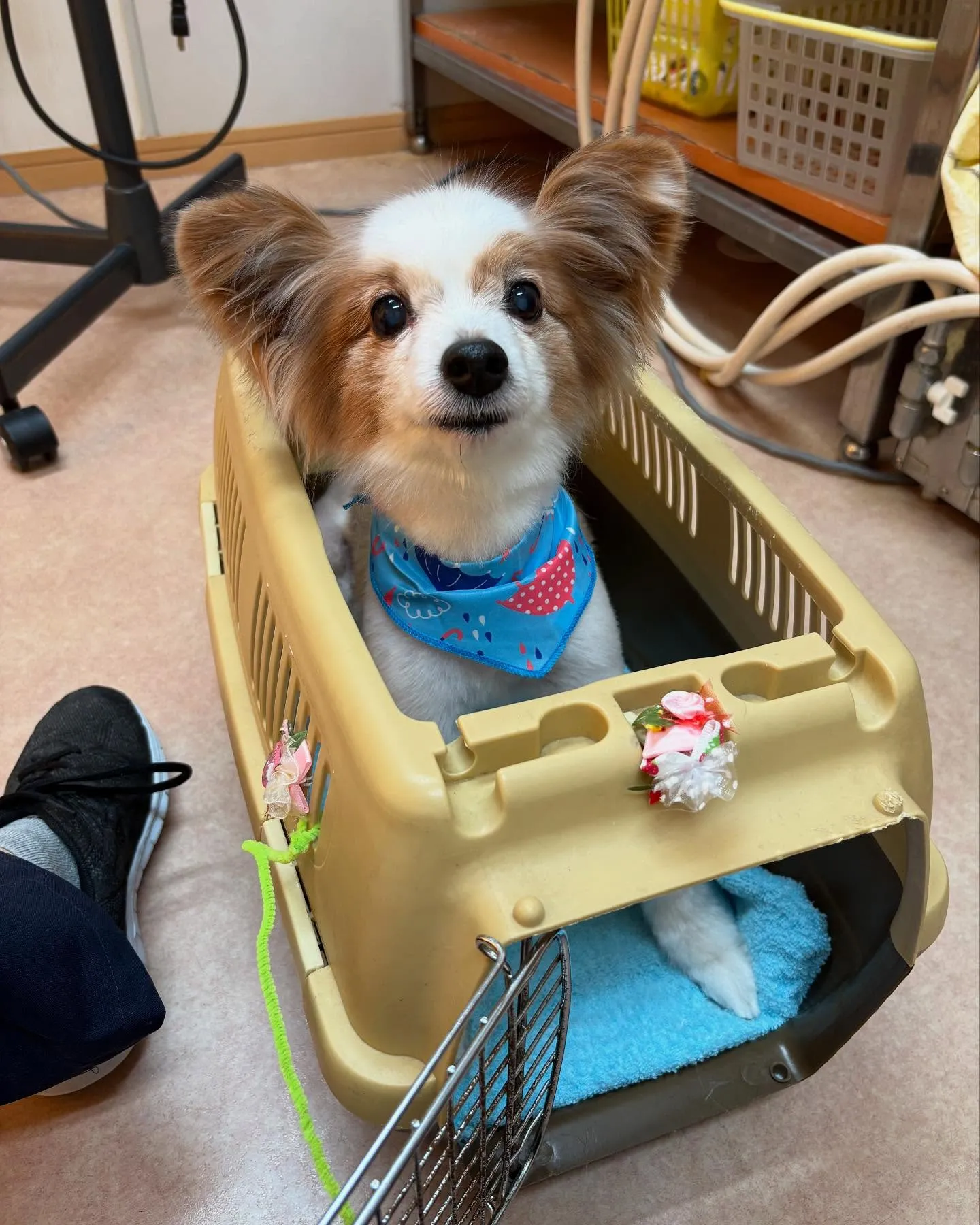 犬のトリミング✂️