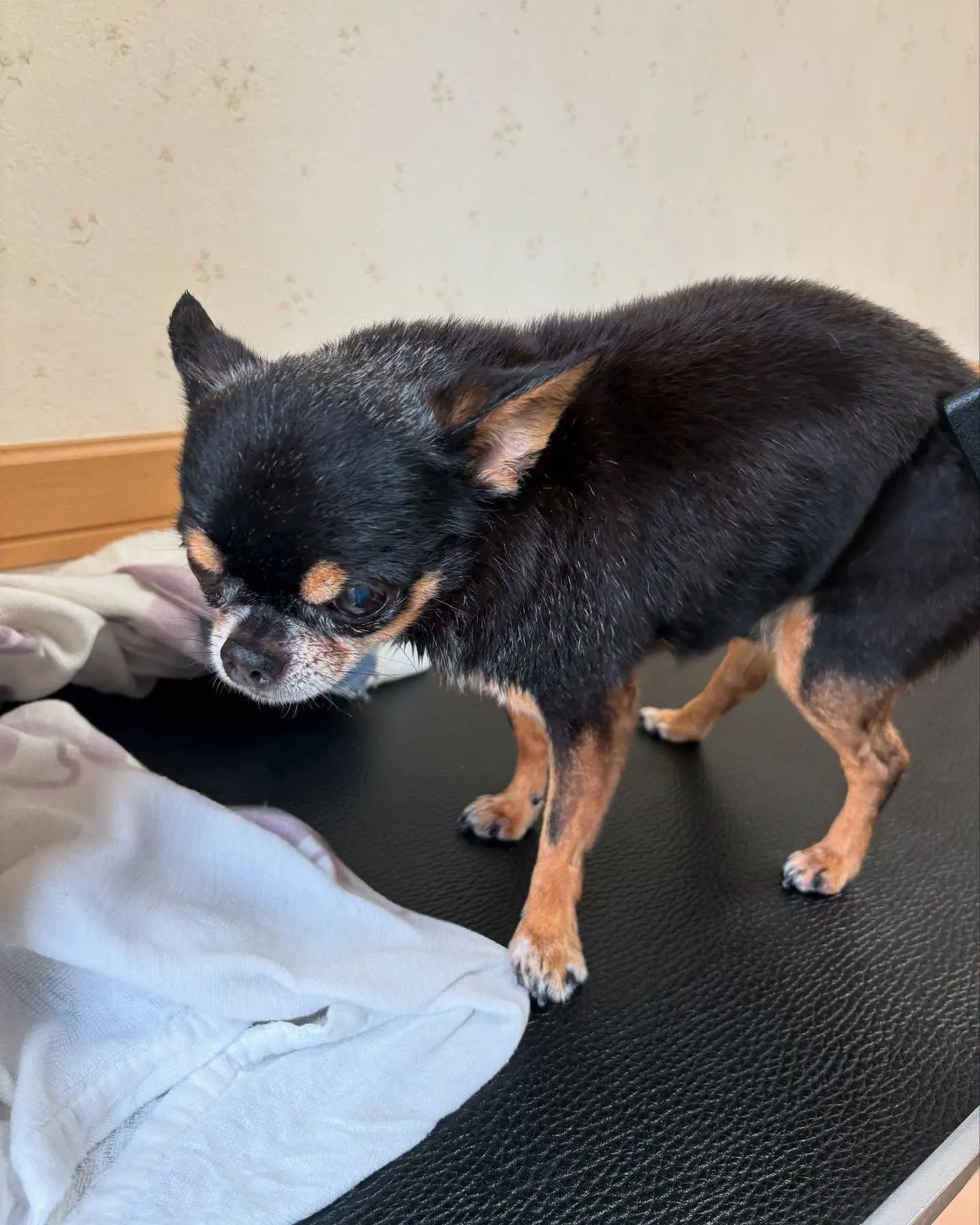 犬のシャンプー🫧