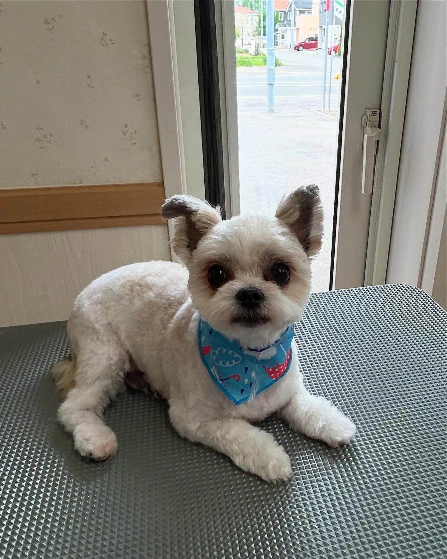 犬のトリミング✂️