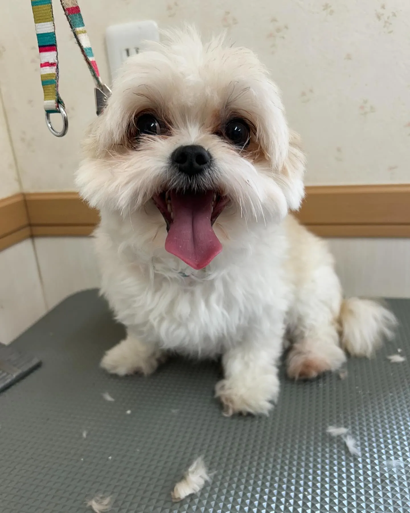 犬のトリミング✂️