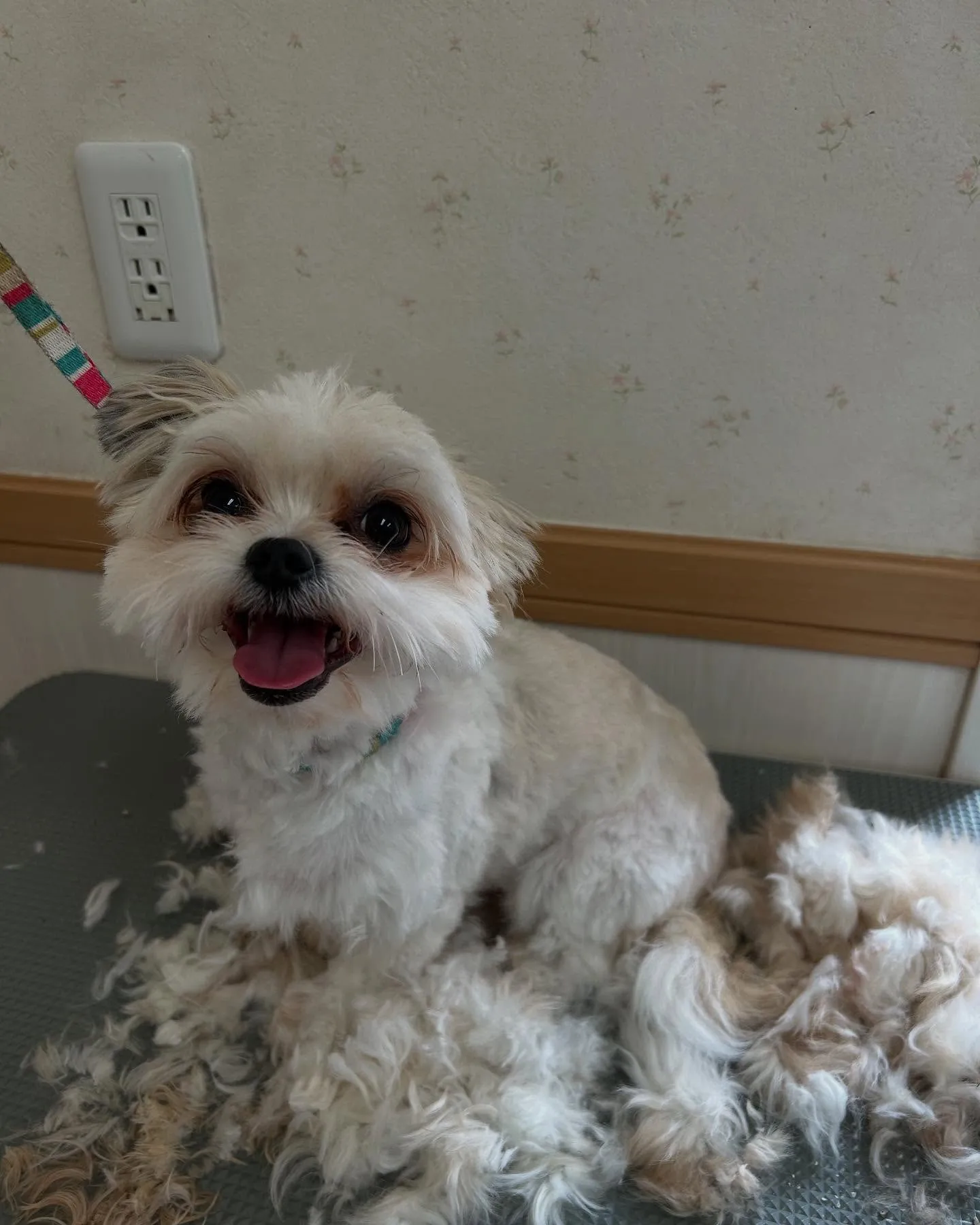 犬のトリミング✂️