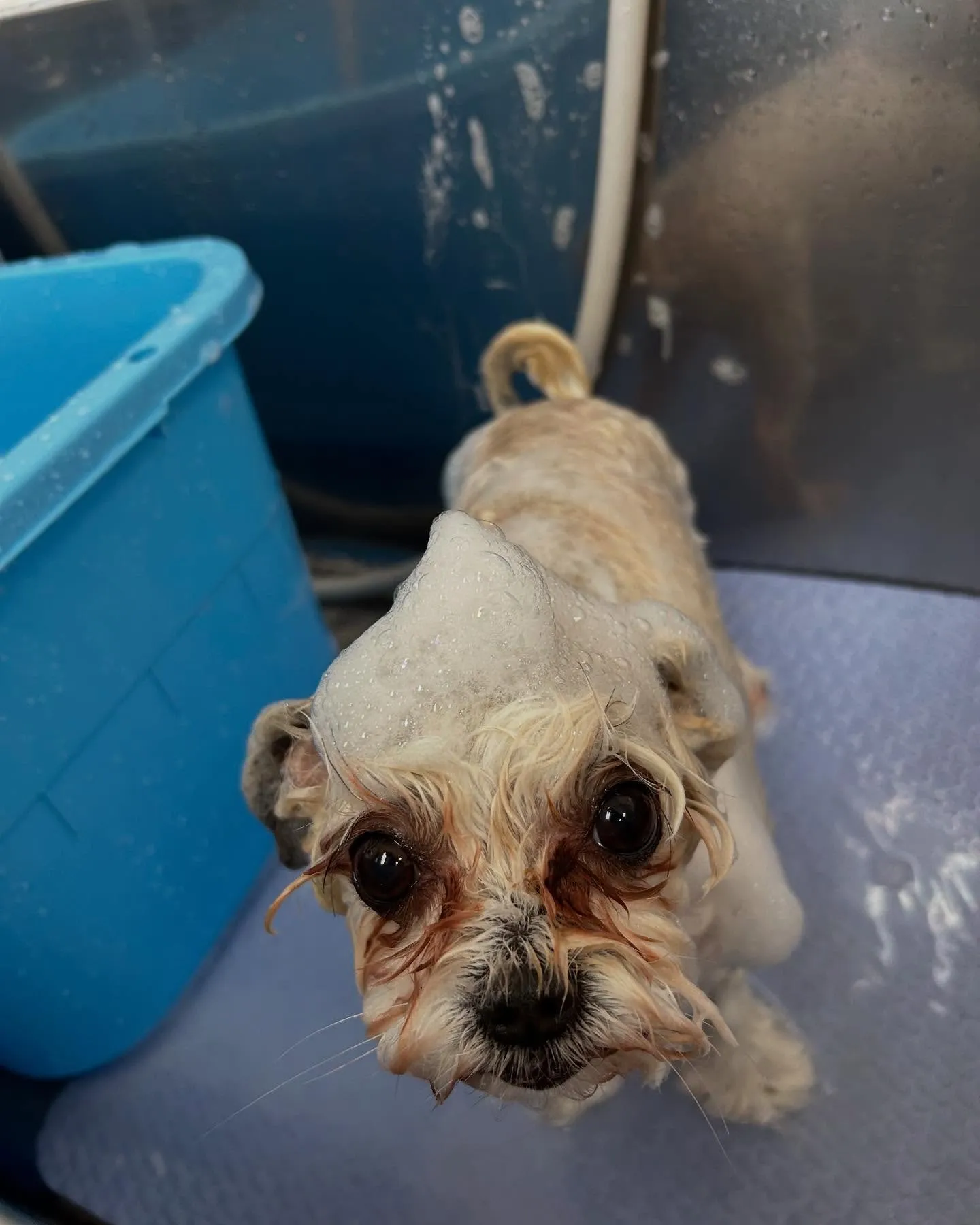 犬のトリミング✂️