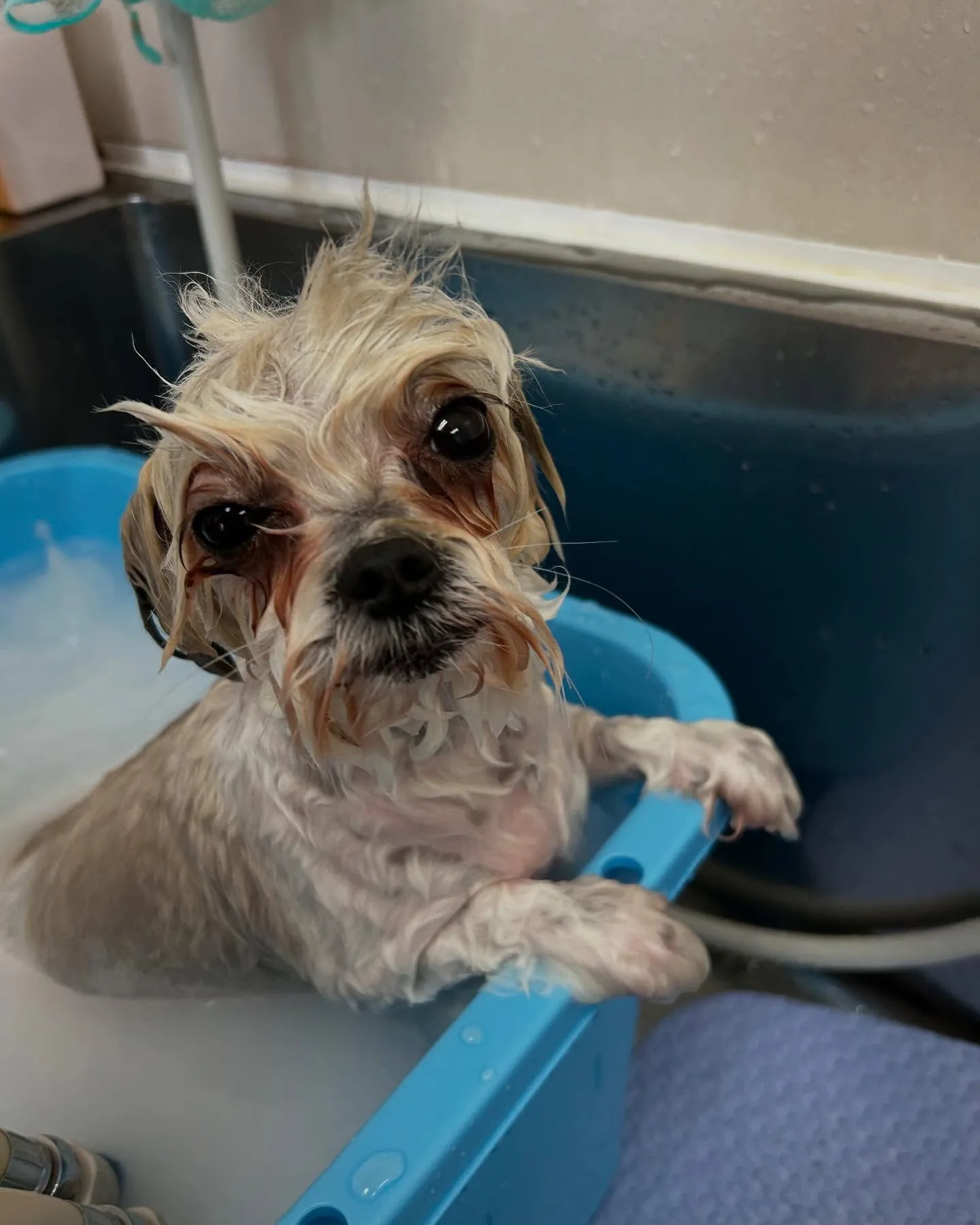 犬のトリミング✂️