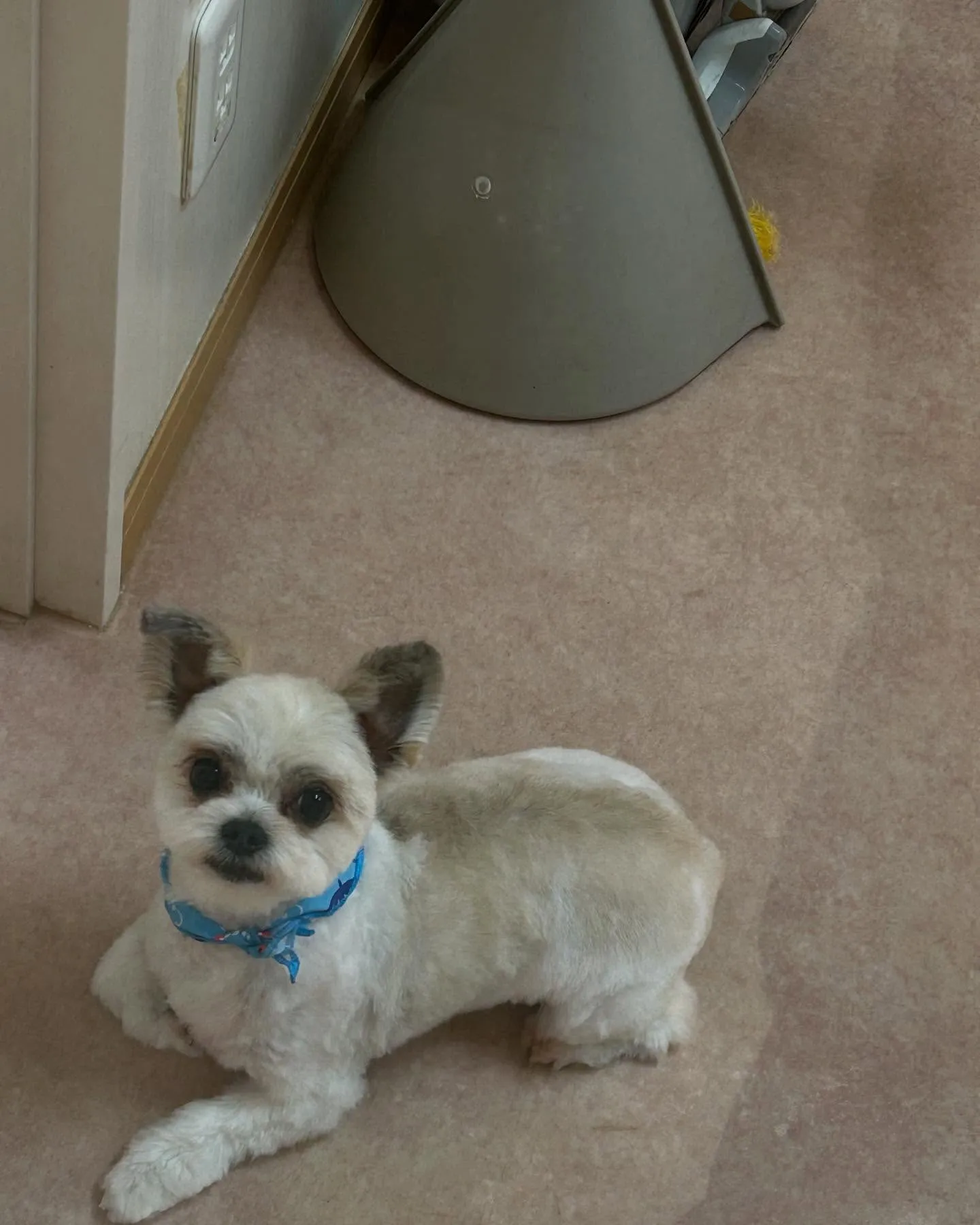 犬のトリミング✂️