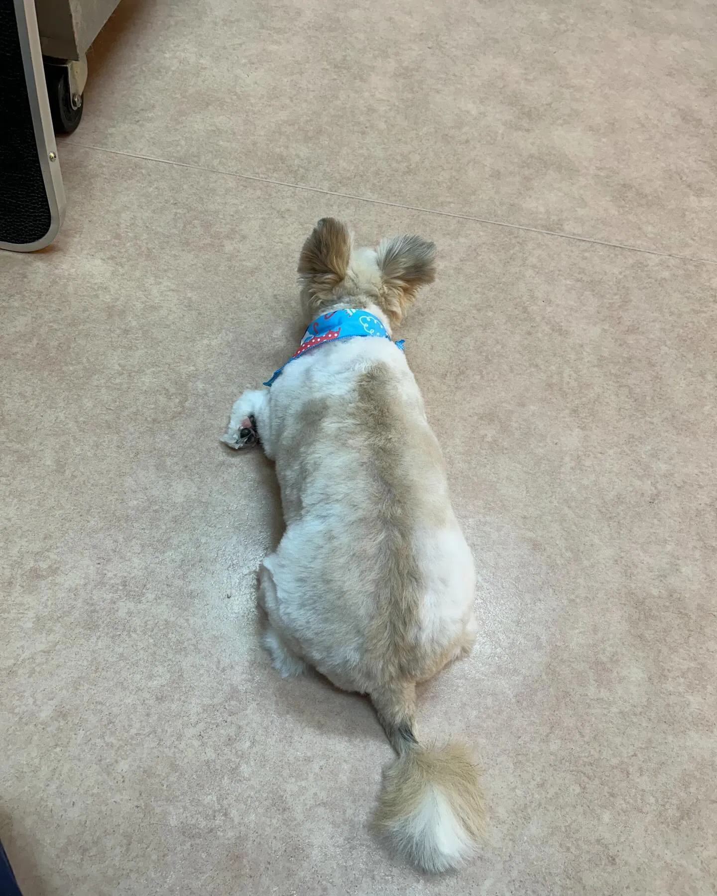 犬のトリミング✂️