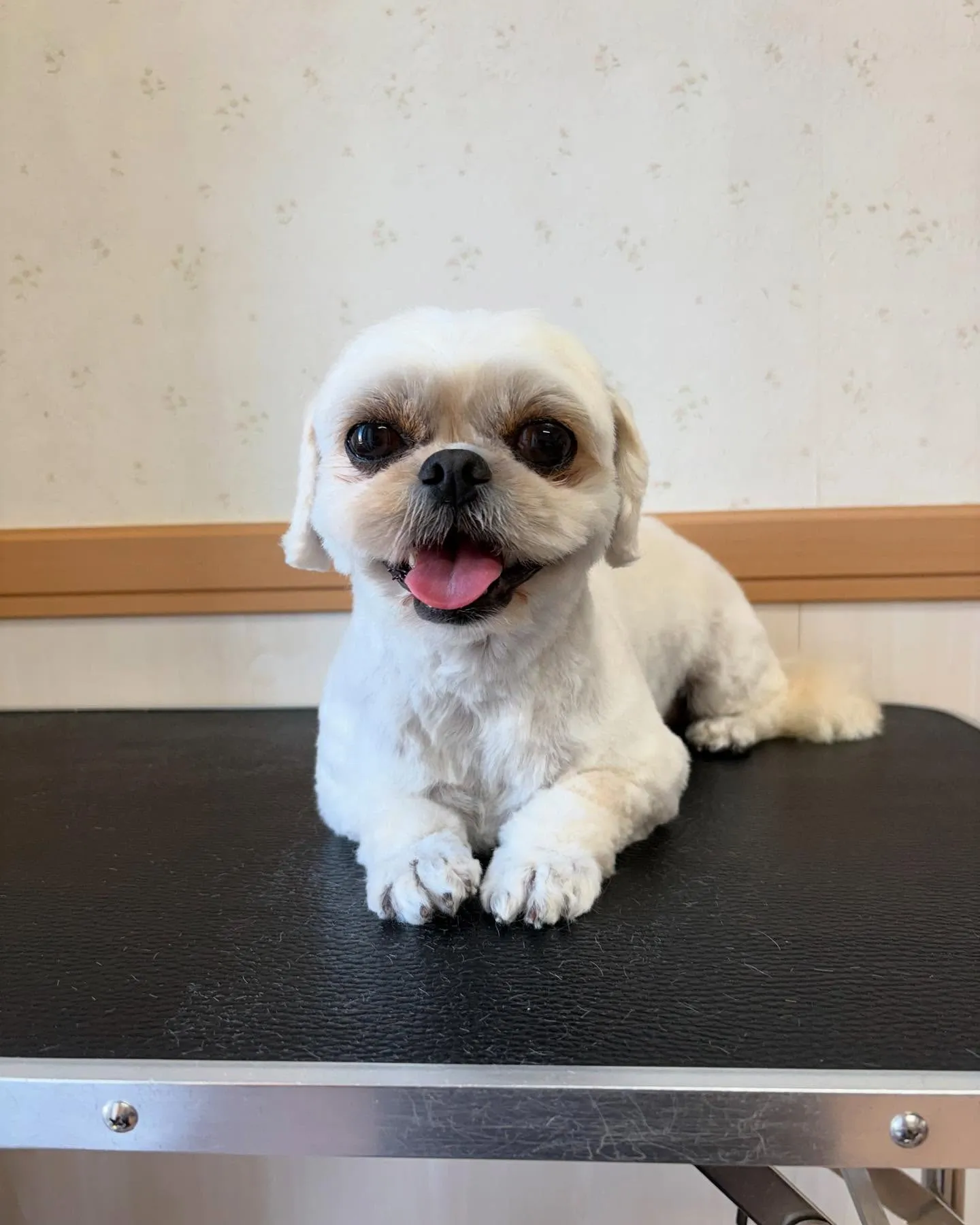 犬のトリミング✂️