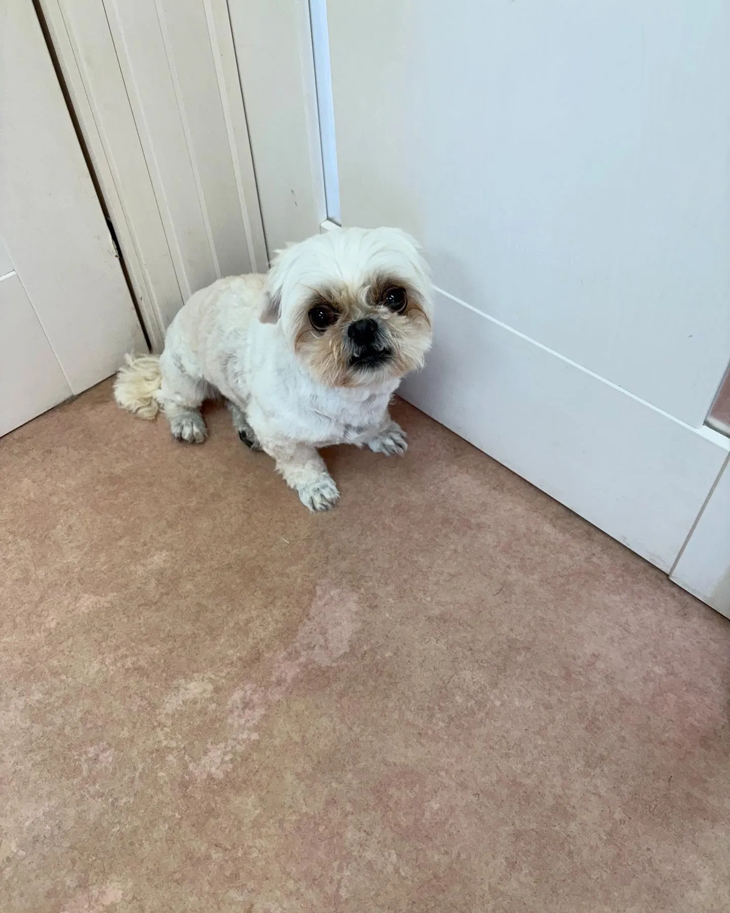 犬のトリミング✂️