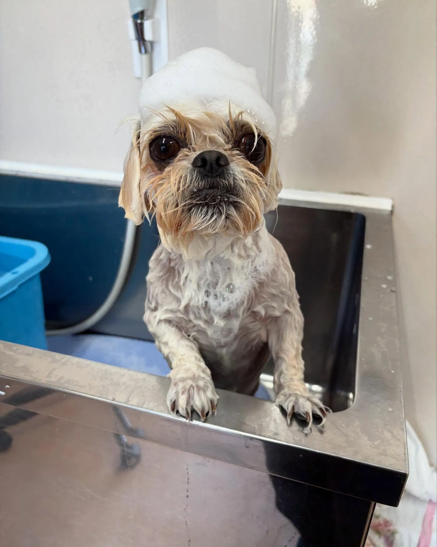 犬のトリミング✂️