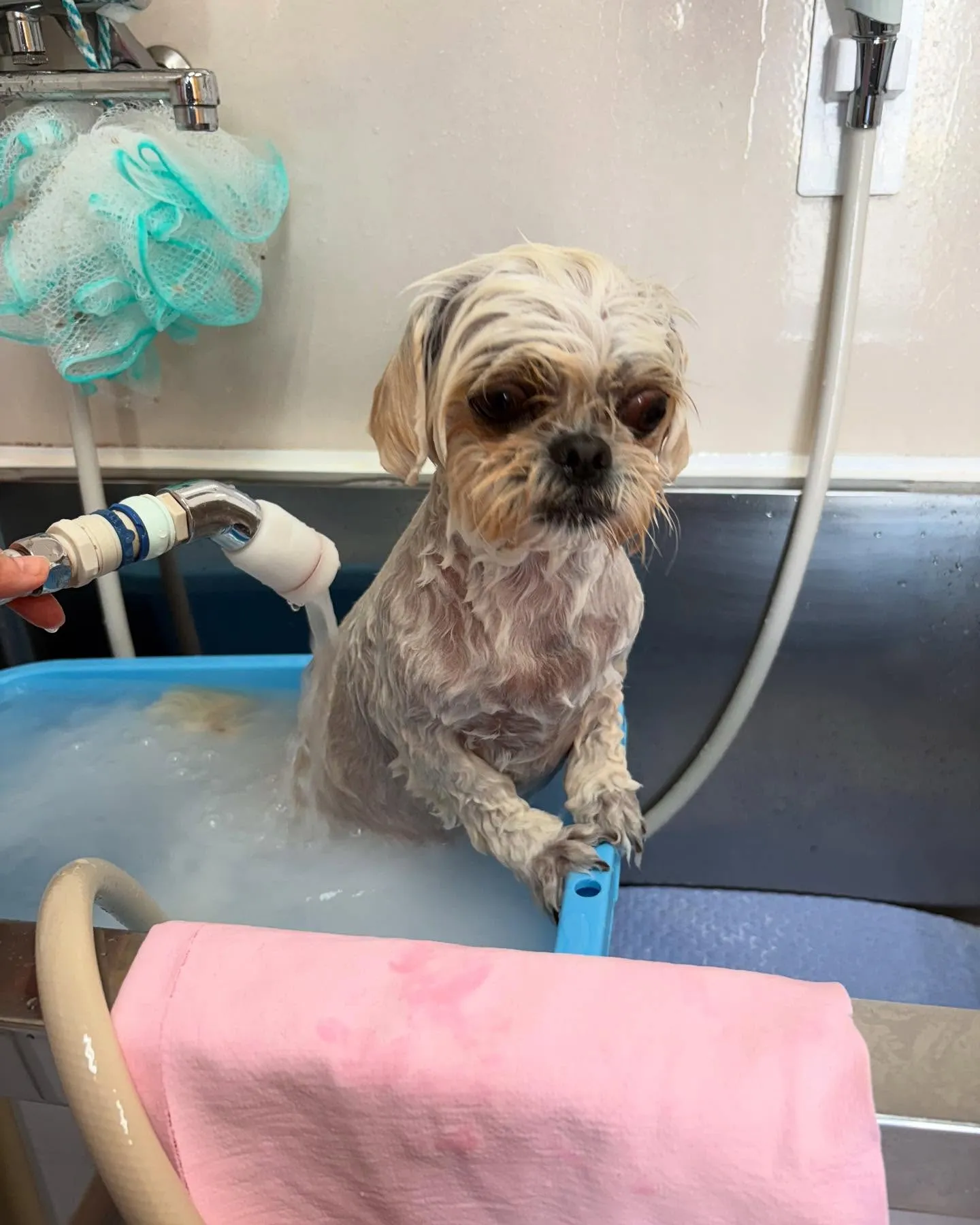犬のトリミング✂️
