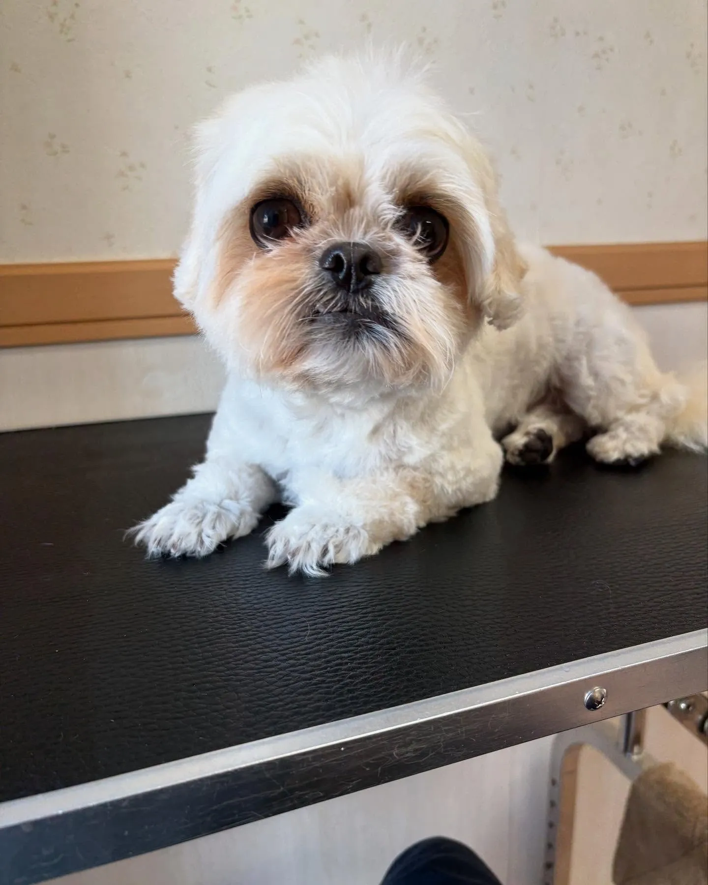 犬のトリミング✂️