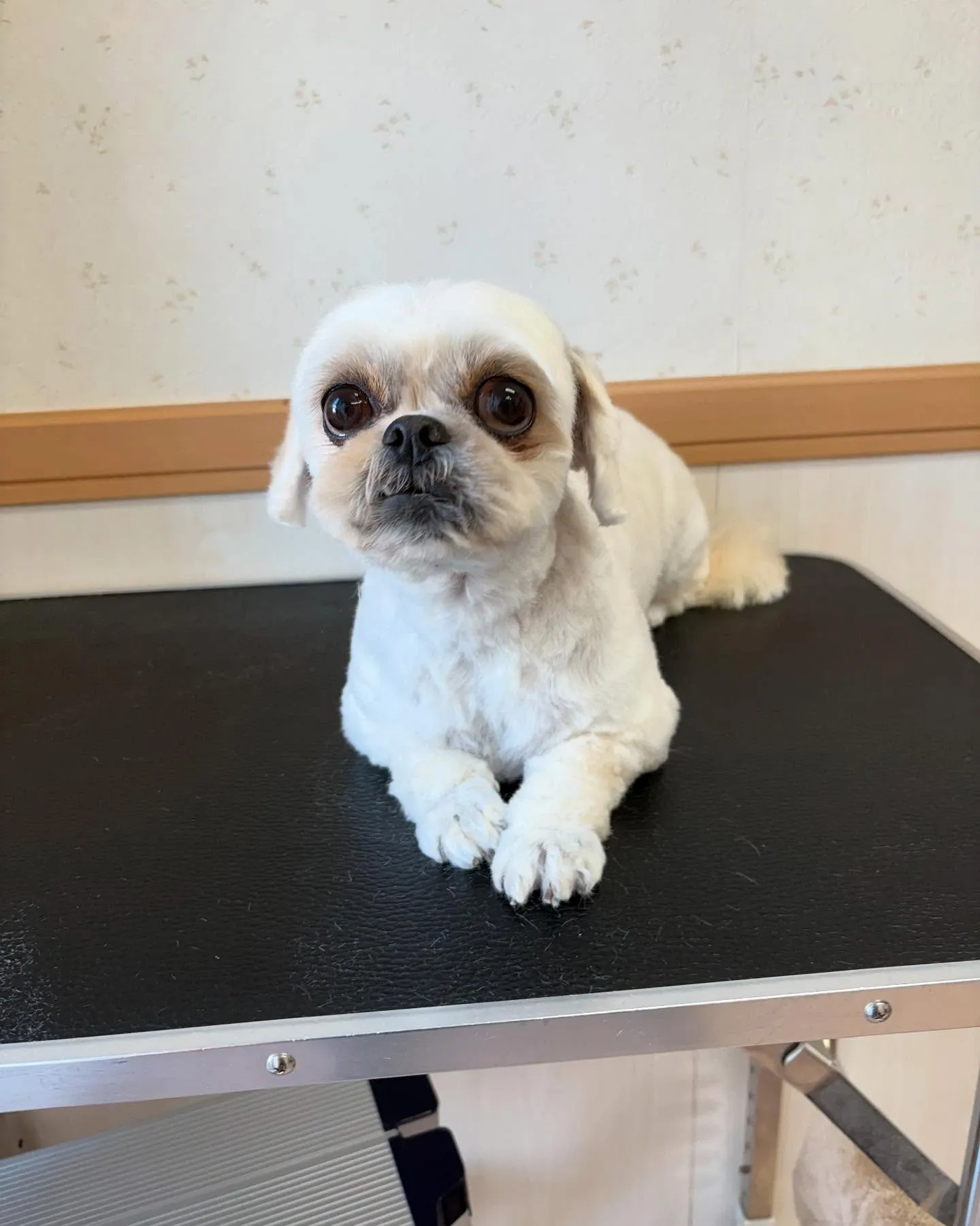 犬のトリミング✂️