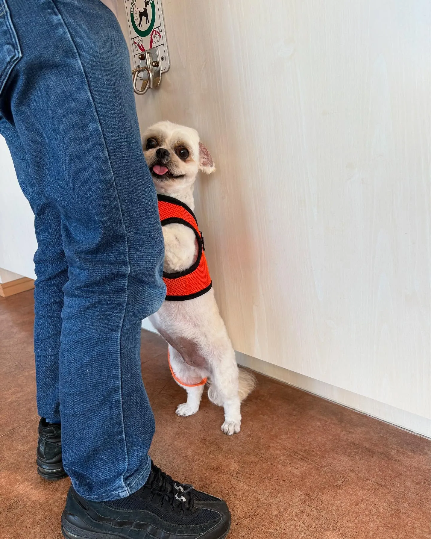 犬のトリミング✂️