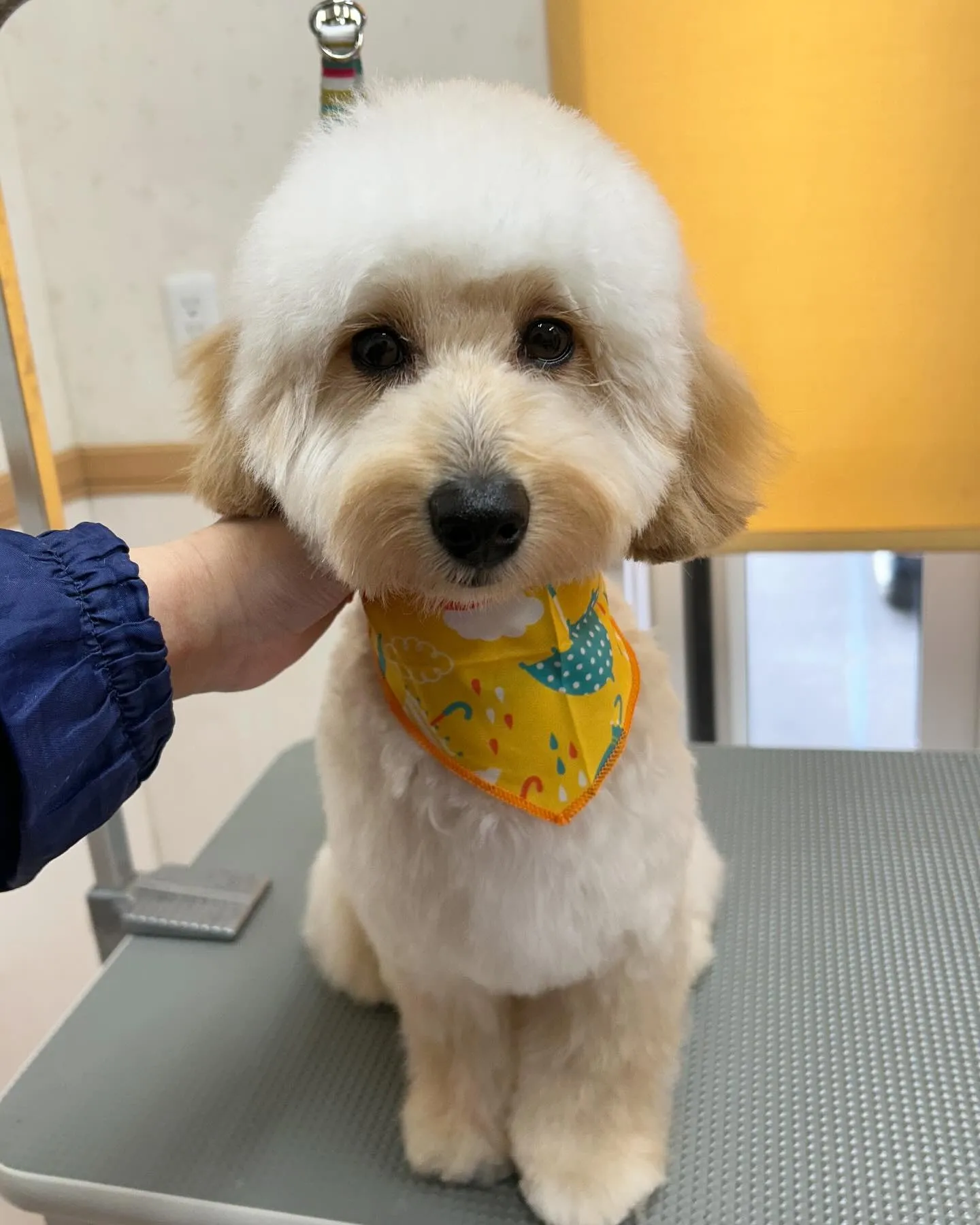 犬のトリミング✂️