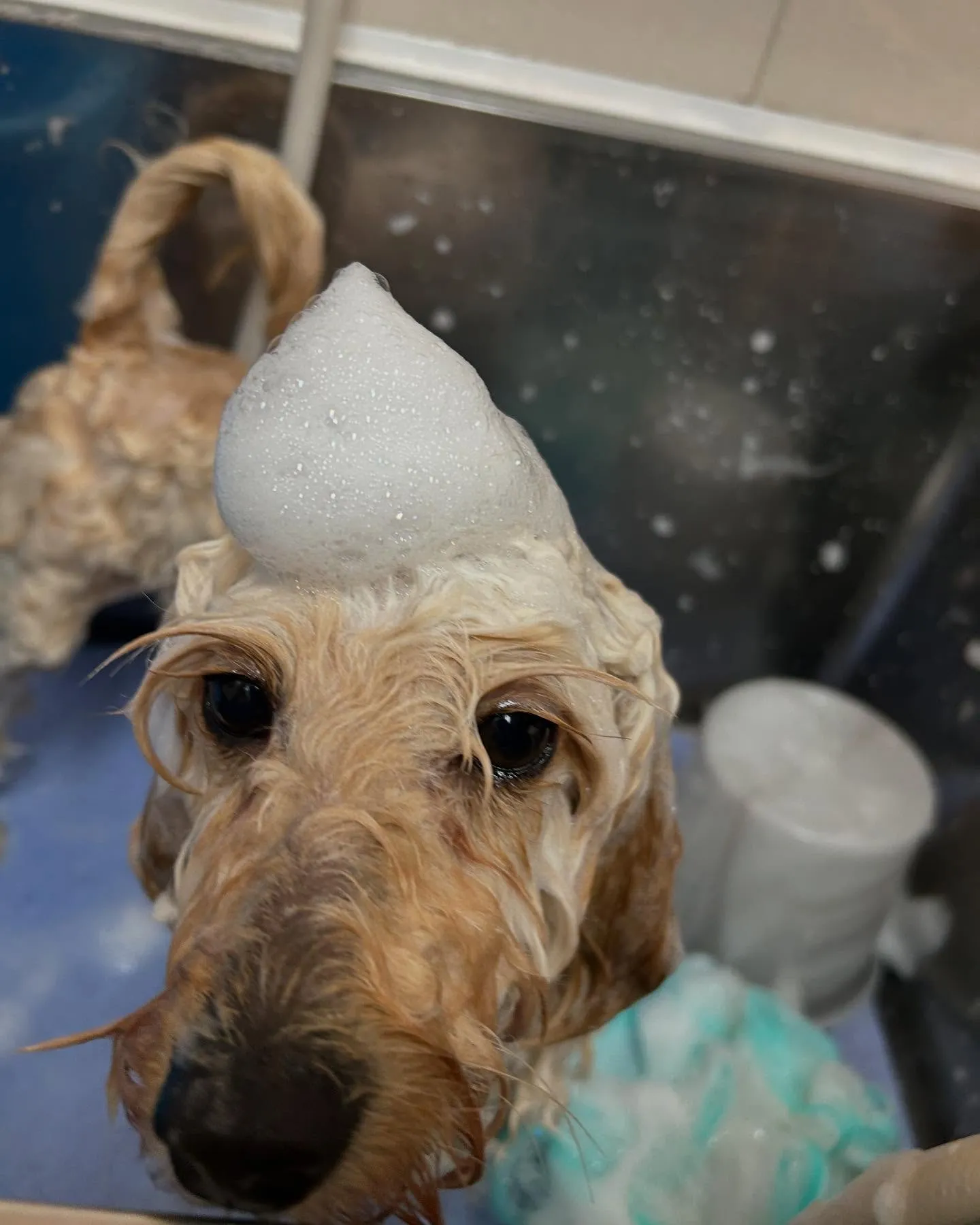 犬のトリミング✂️