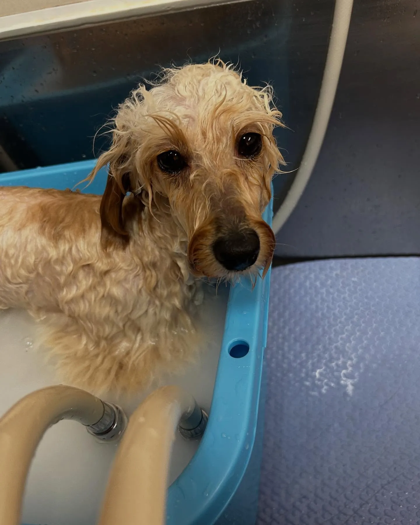 犬のトリミング✂️