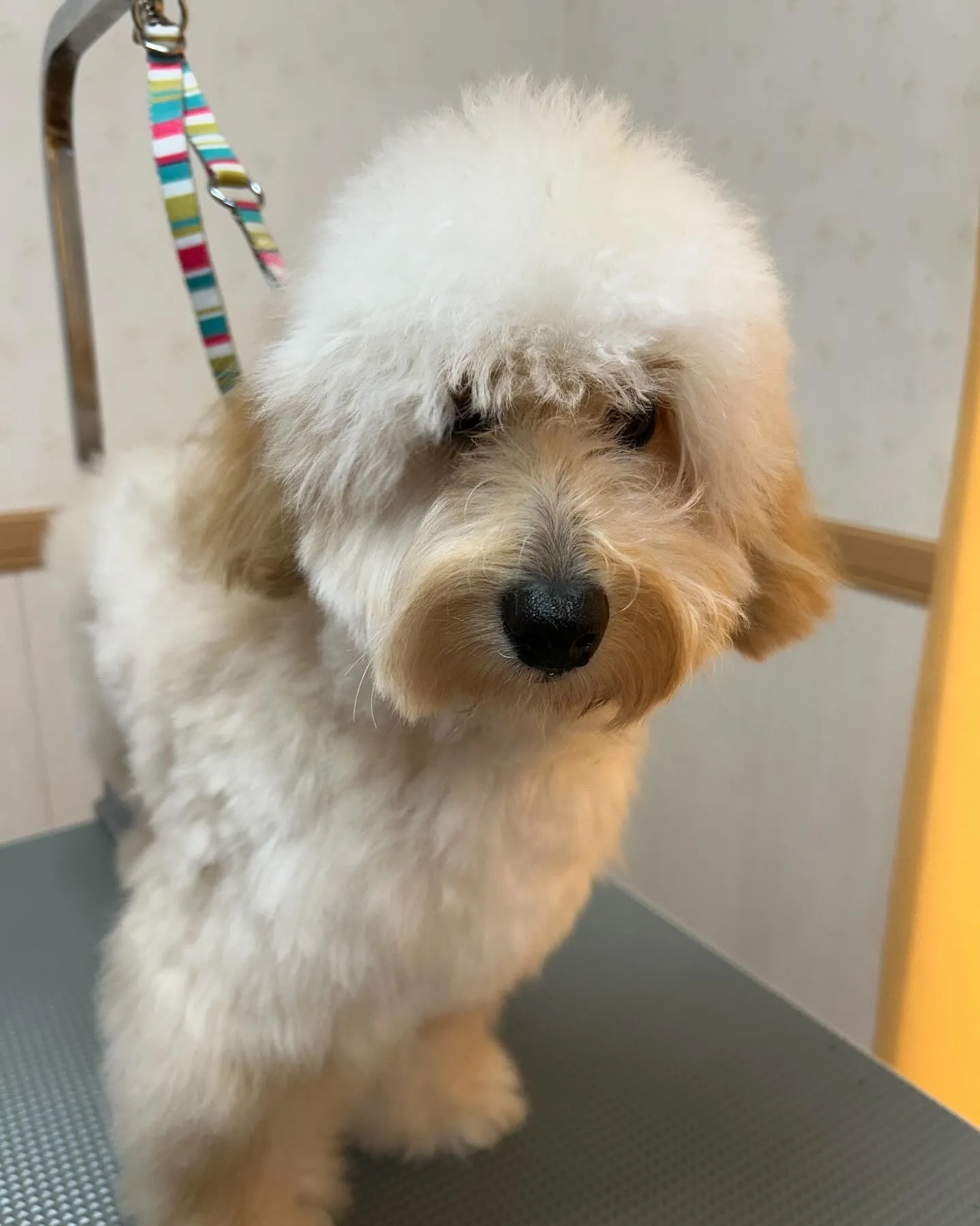 犬のトリミング✂️