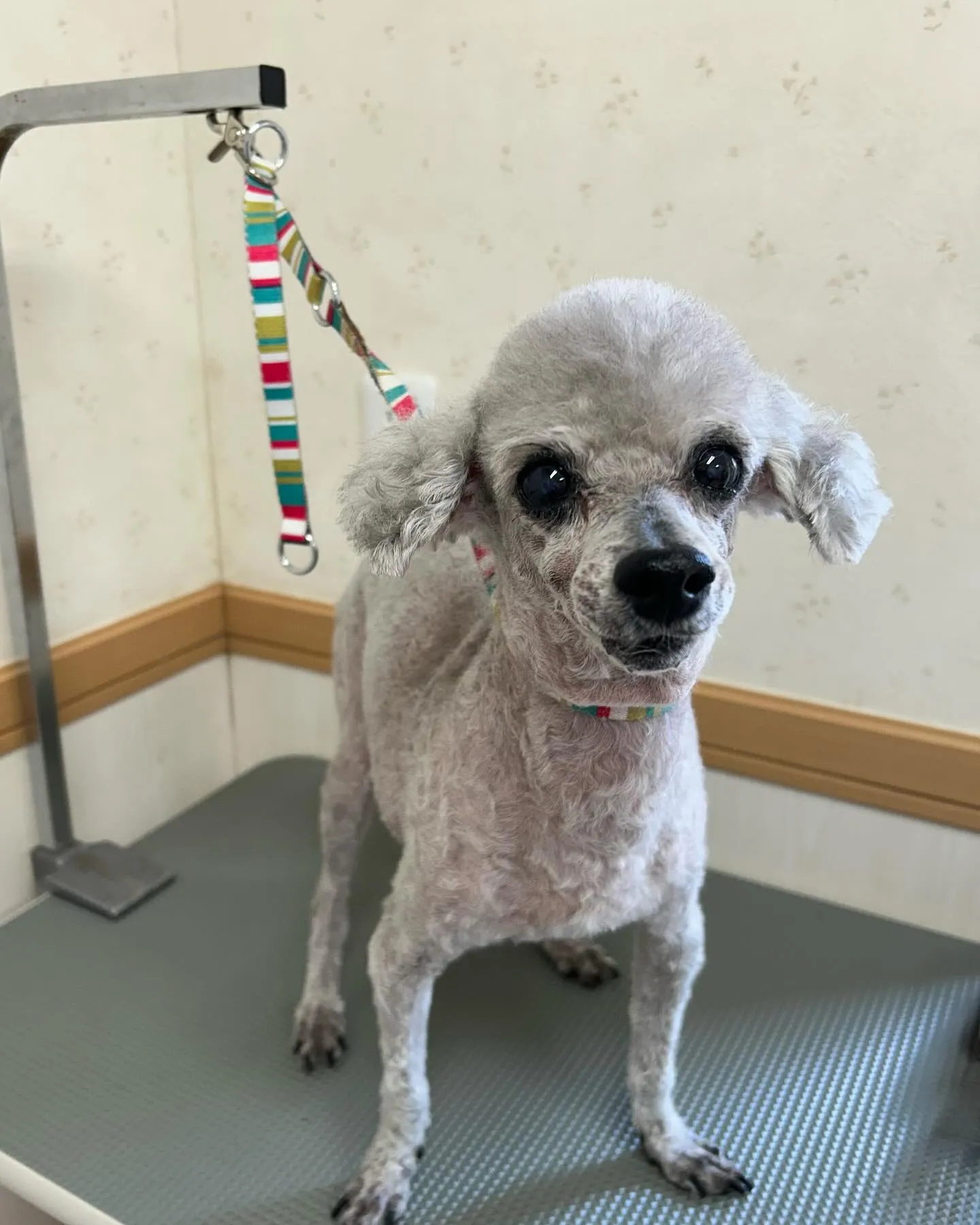 犬のトリミング✂️