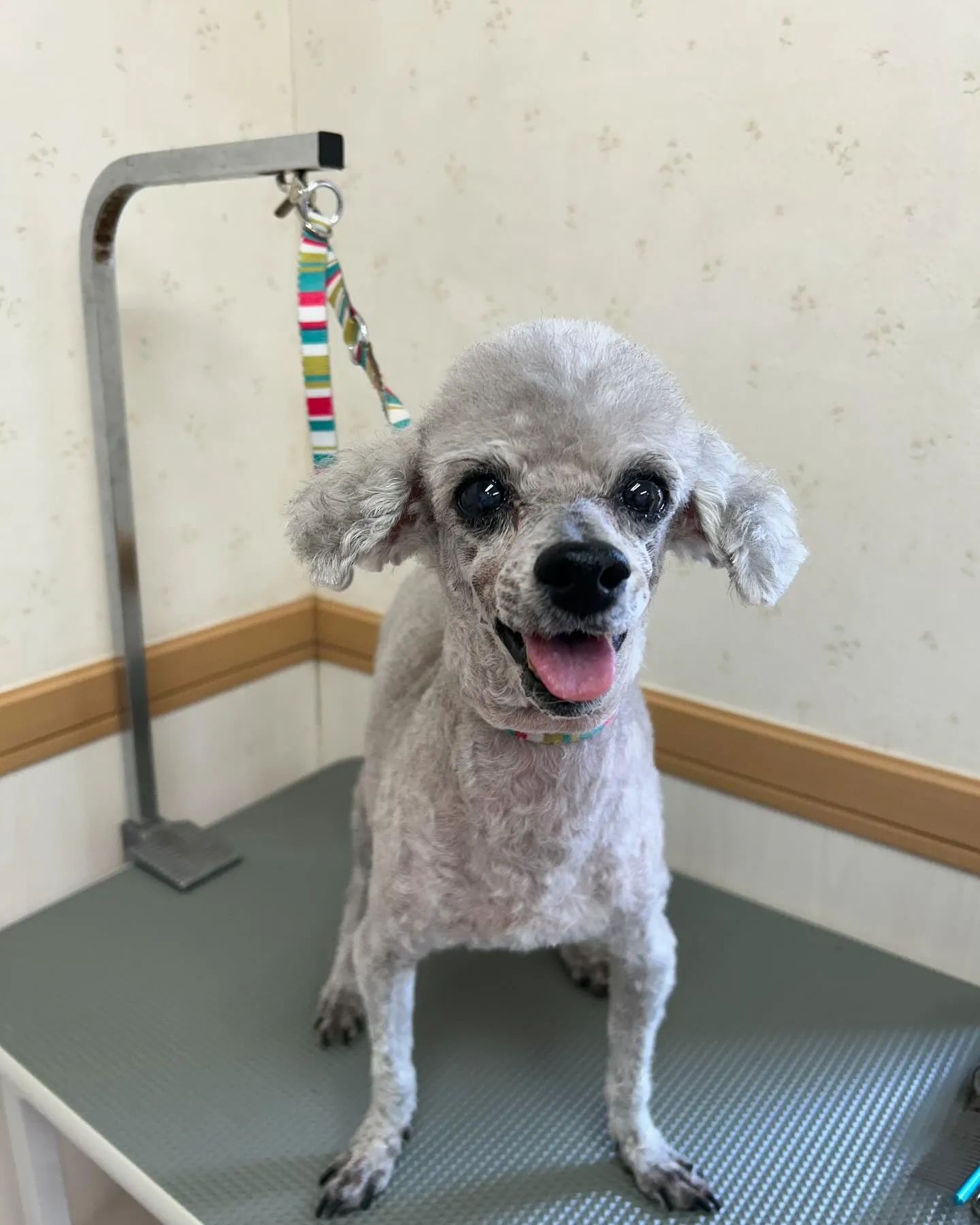 犬のトリミング✂️