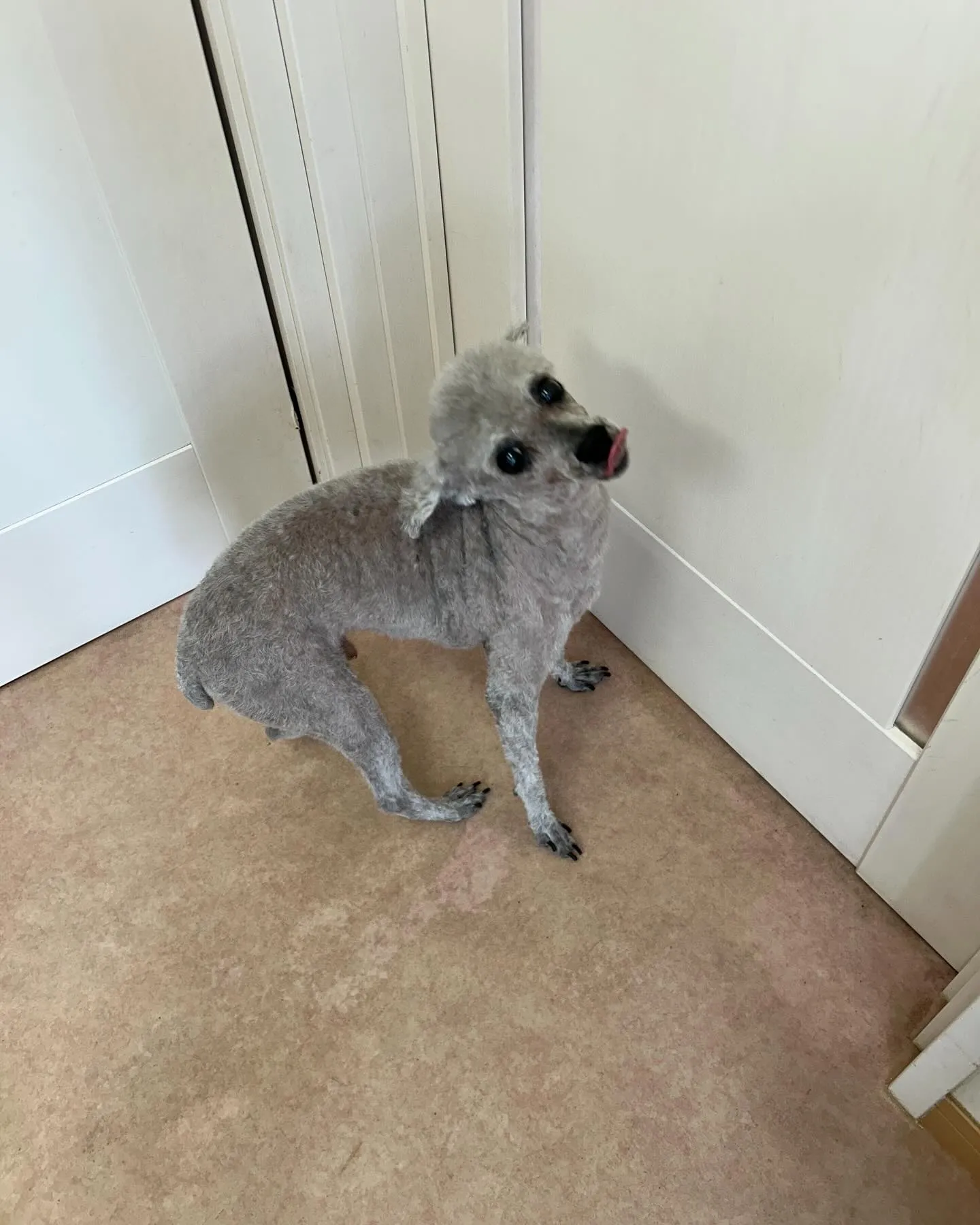 犬のトリミング✂️