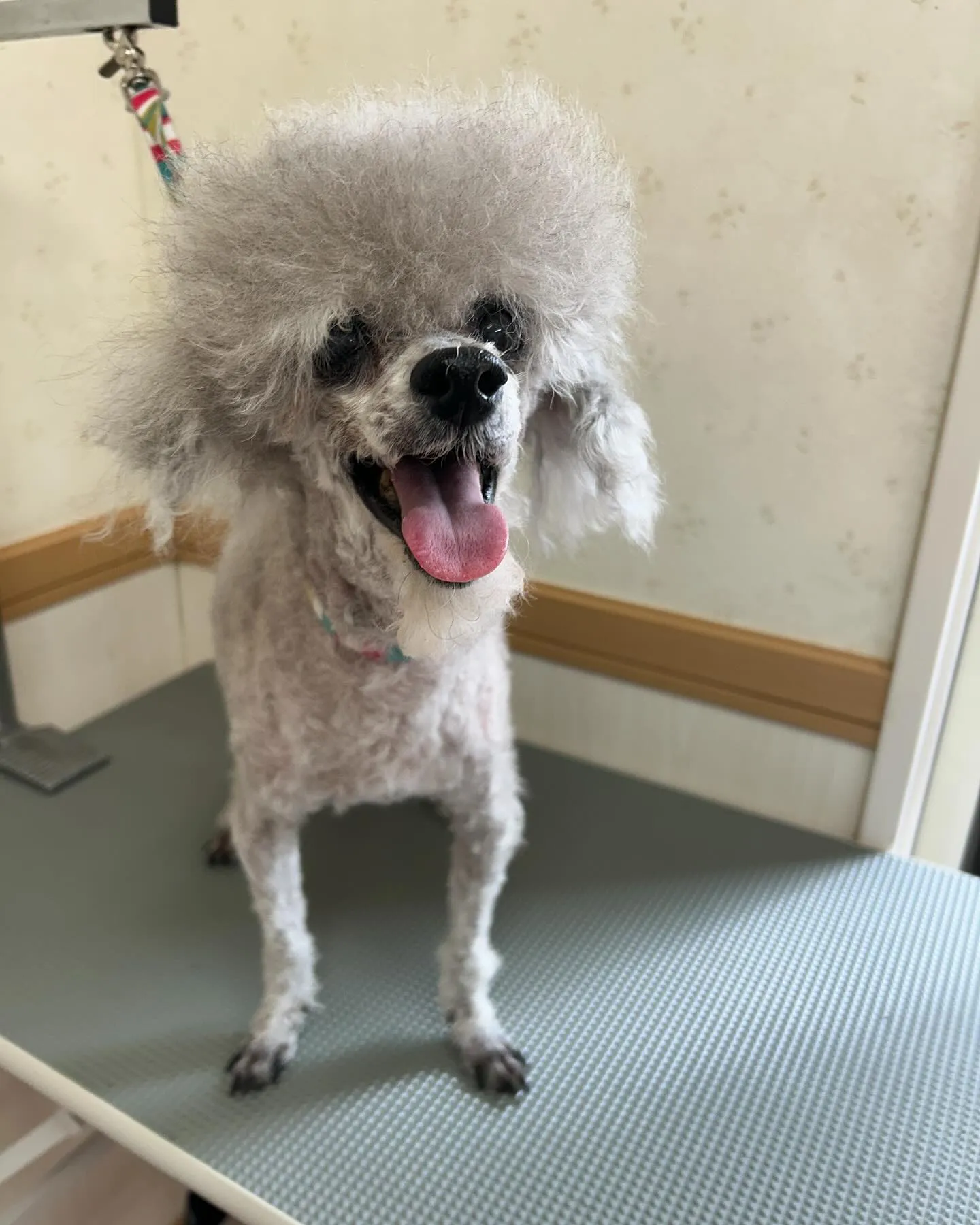 犬のトリミング✂️