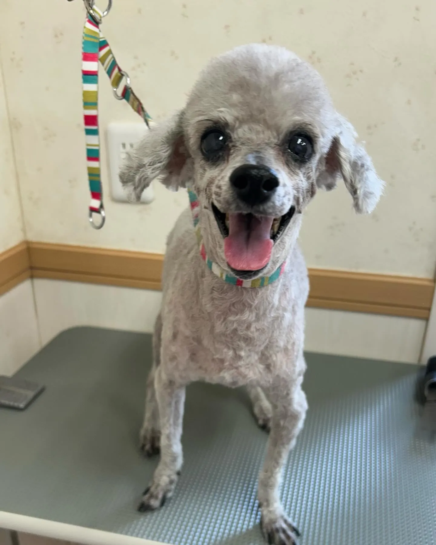 犬のトリミング✂️