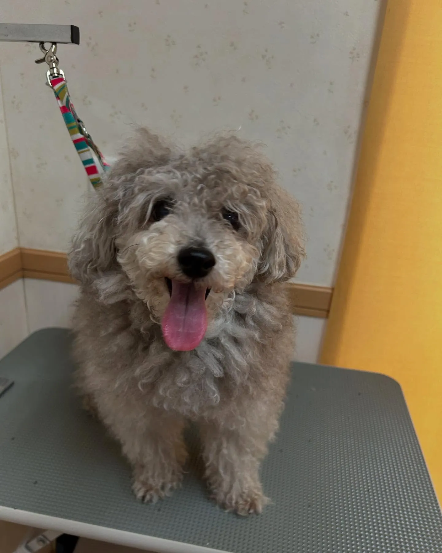 犬のトリミング✂️