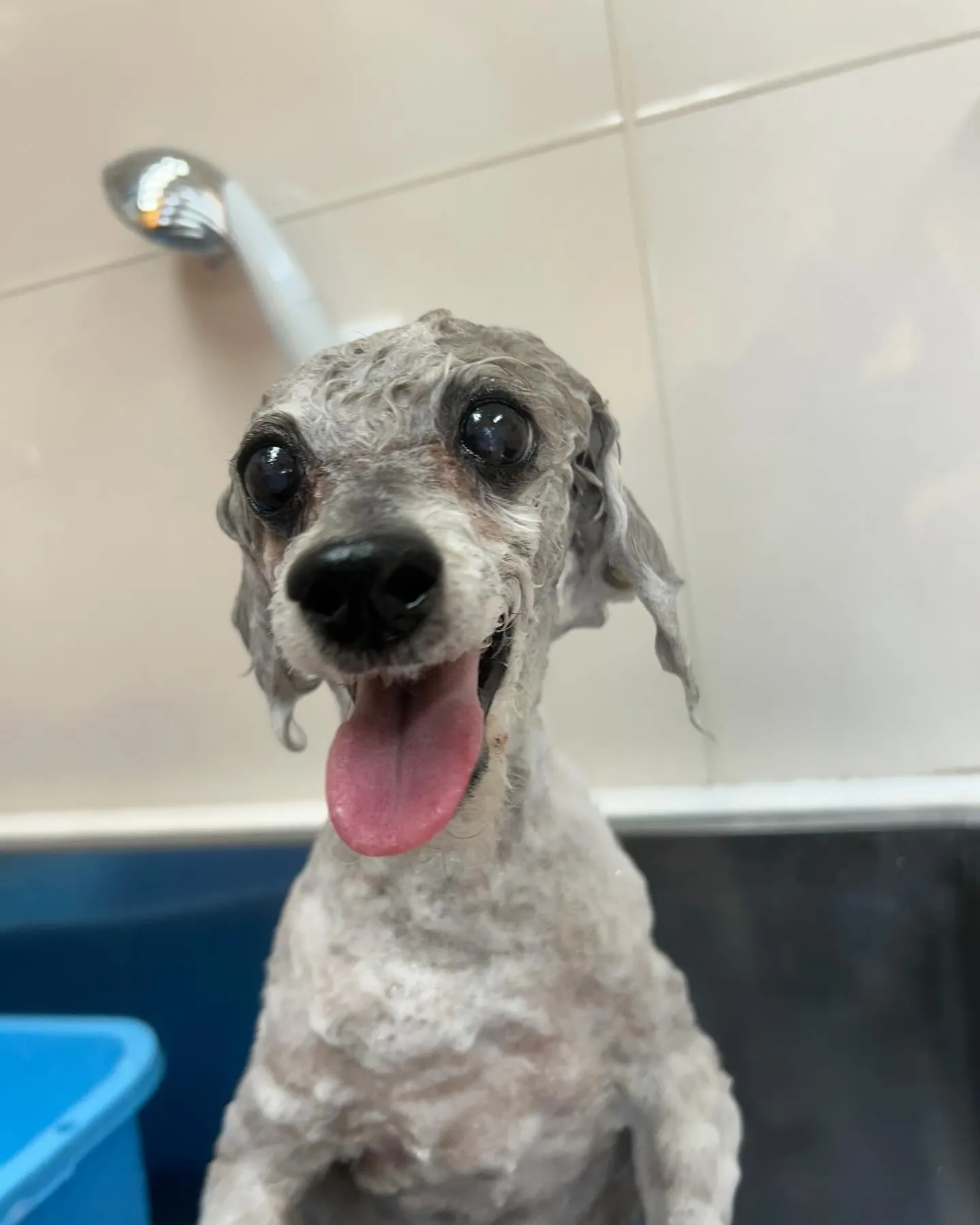犬のトリミング✂️