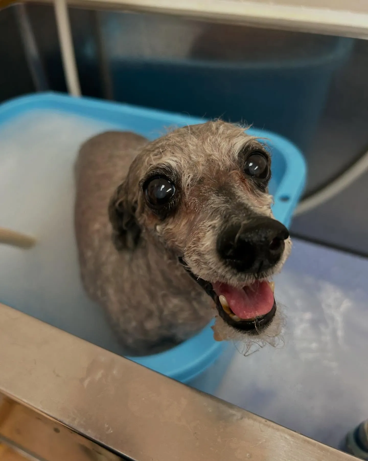 犬のトリミング✂️