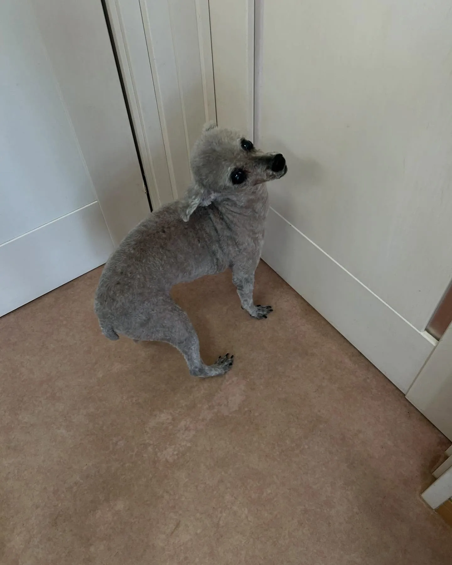 犬のトリミング✂️