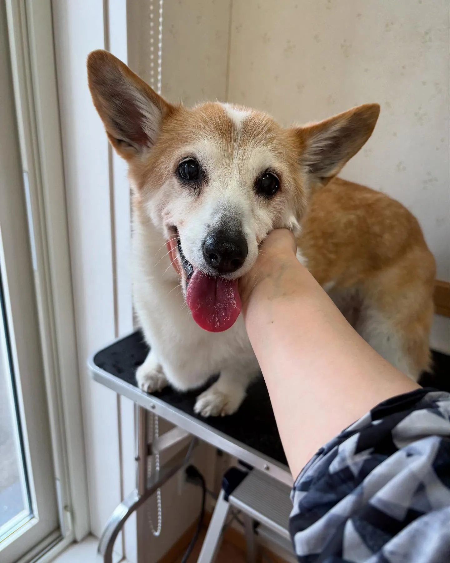 犬のシャンプー🫧