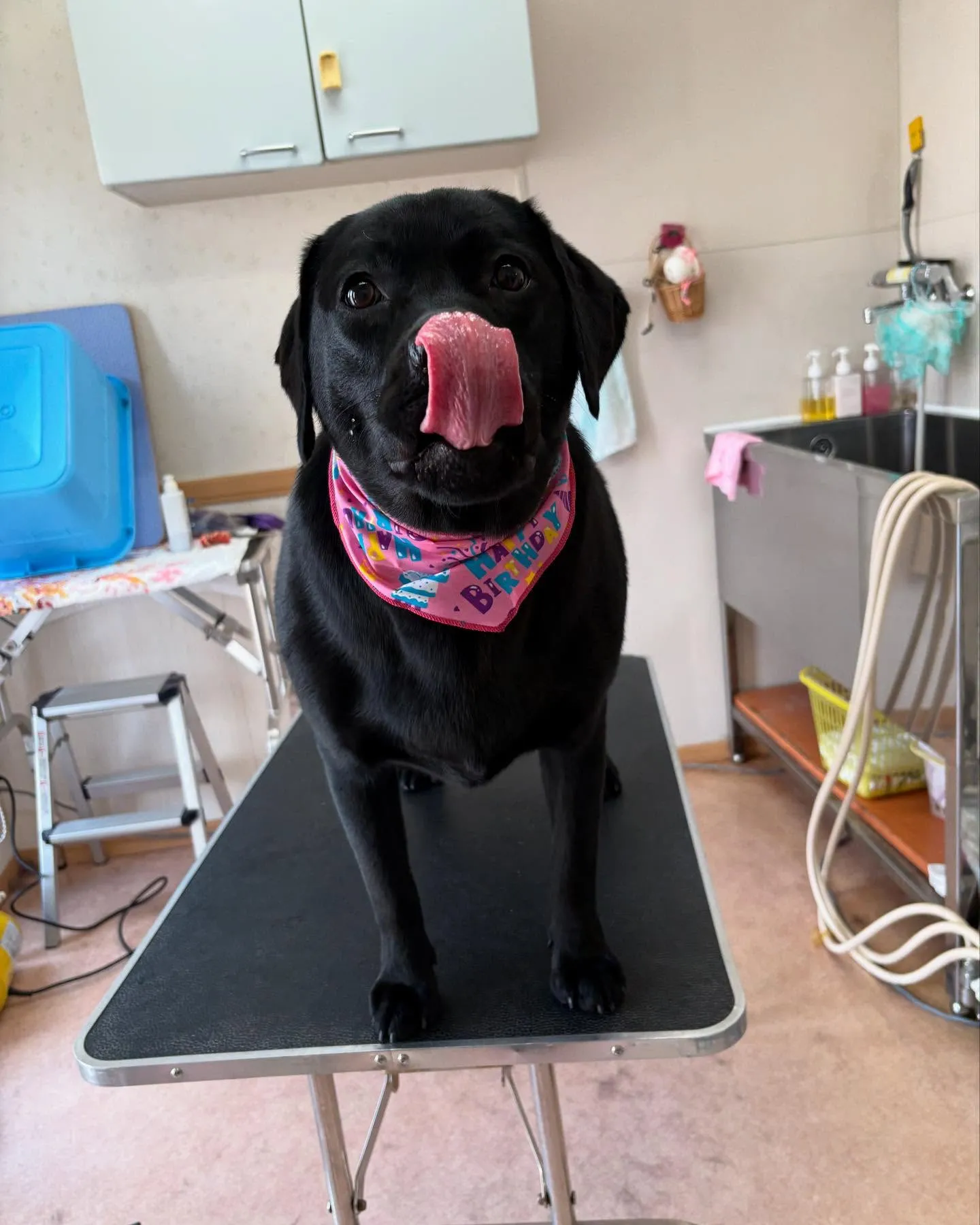 犬のシャンプー🫧